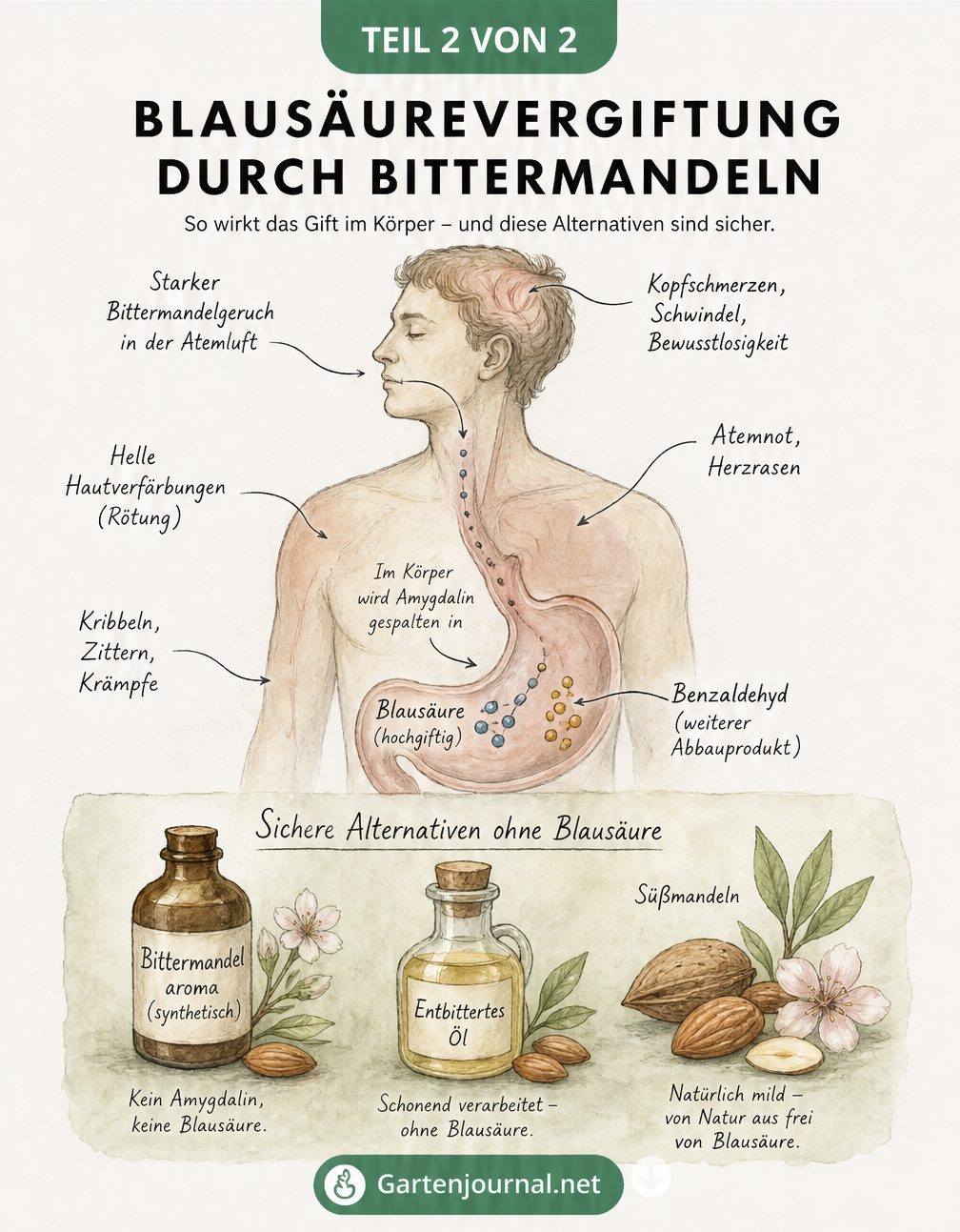 Grafik eines menschlichen Torsos mit Symptomen einer Blausäurevergiftung und sicheren Alternativen zu Bittermandeln