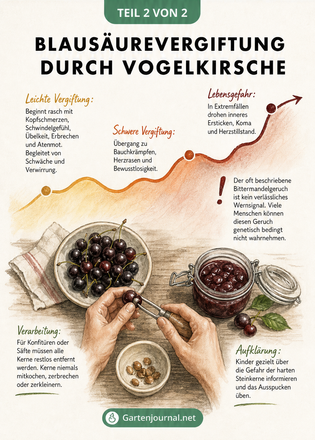 Illustration einer Fieberkurve mit Symptomen einer Blausäurevergiftung und einer Küchenszene zum sicheren Entsteinen von Kirschen