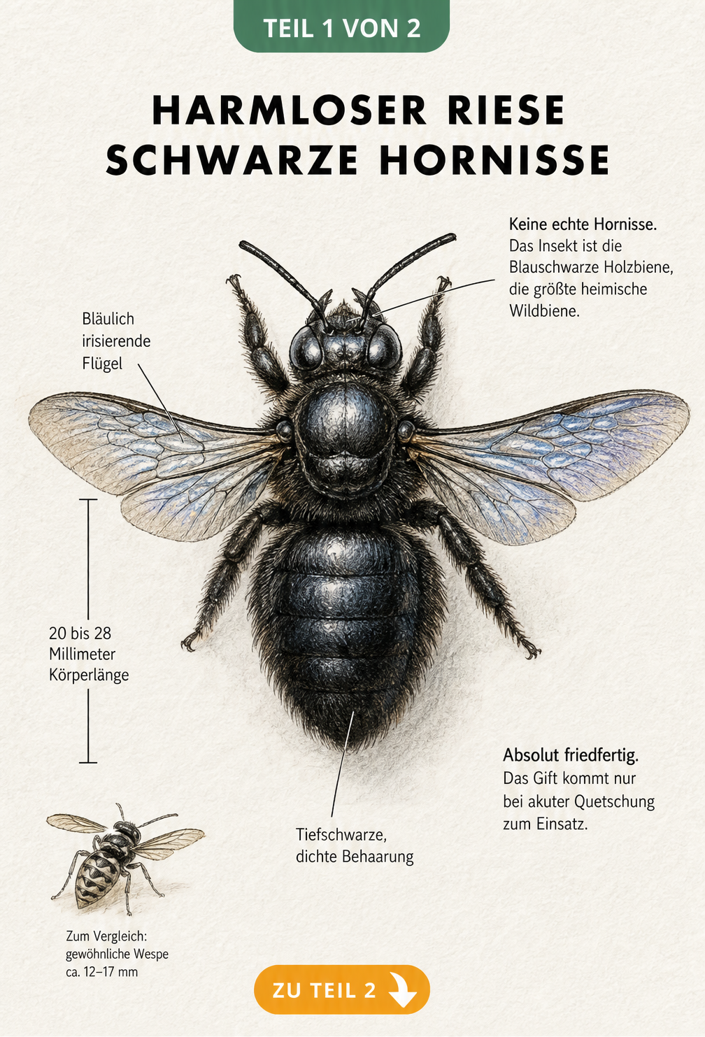 Illustration der Blauschwarzen Holzbiene mit Größenvergleich zu einer Wespe und Hinweisen zu Merkmalen wie blauen Flügeln und schwarzer Behaarung.