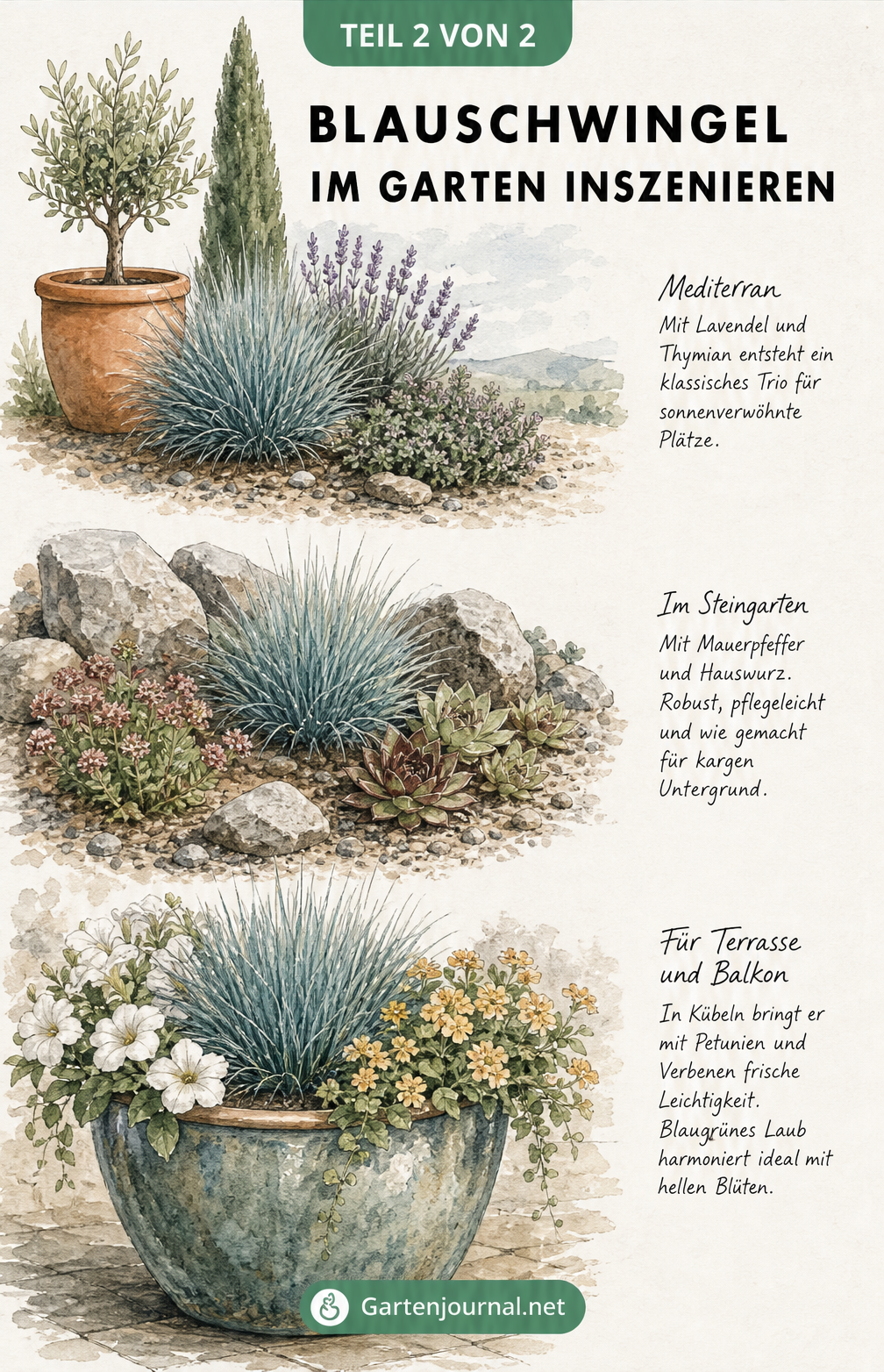 Gartenplanungsskizze mit drei Pflanzszenarien für Blauschwingel: Mediterran, Steingarten und Kübel