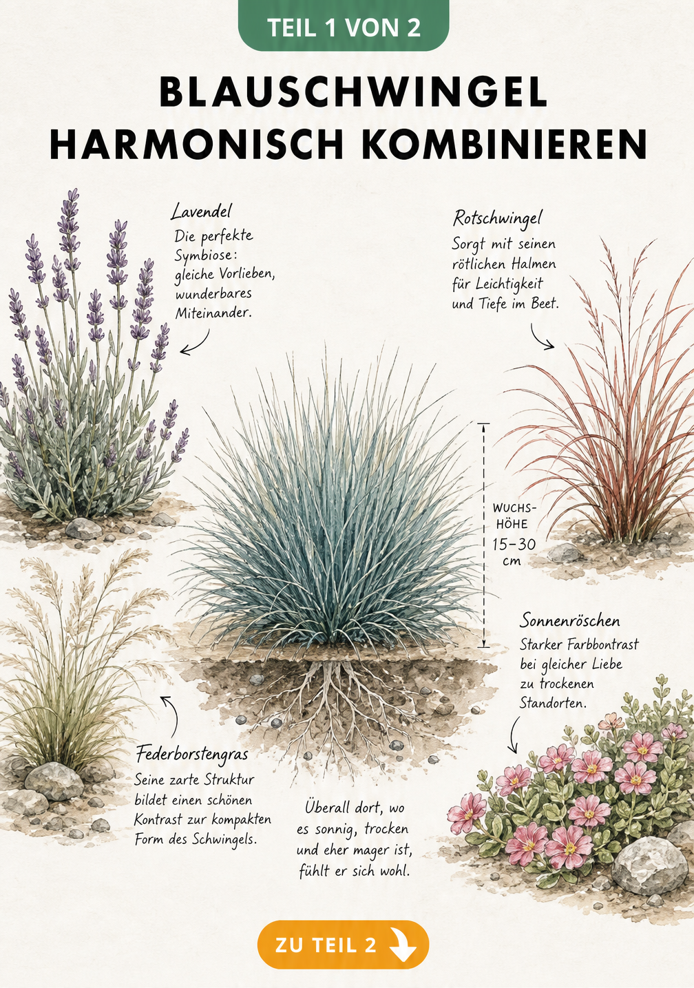 Botanische Illustration von Blauschwingel mit passenden Pflanzenpartnern wie Lavendel und Sonnenröschen