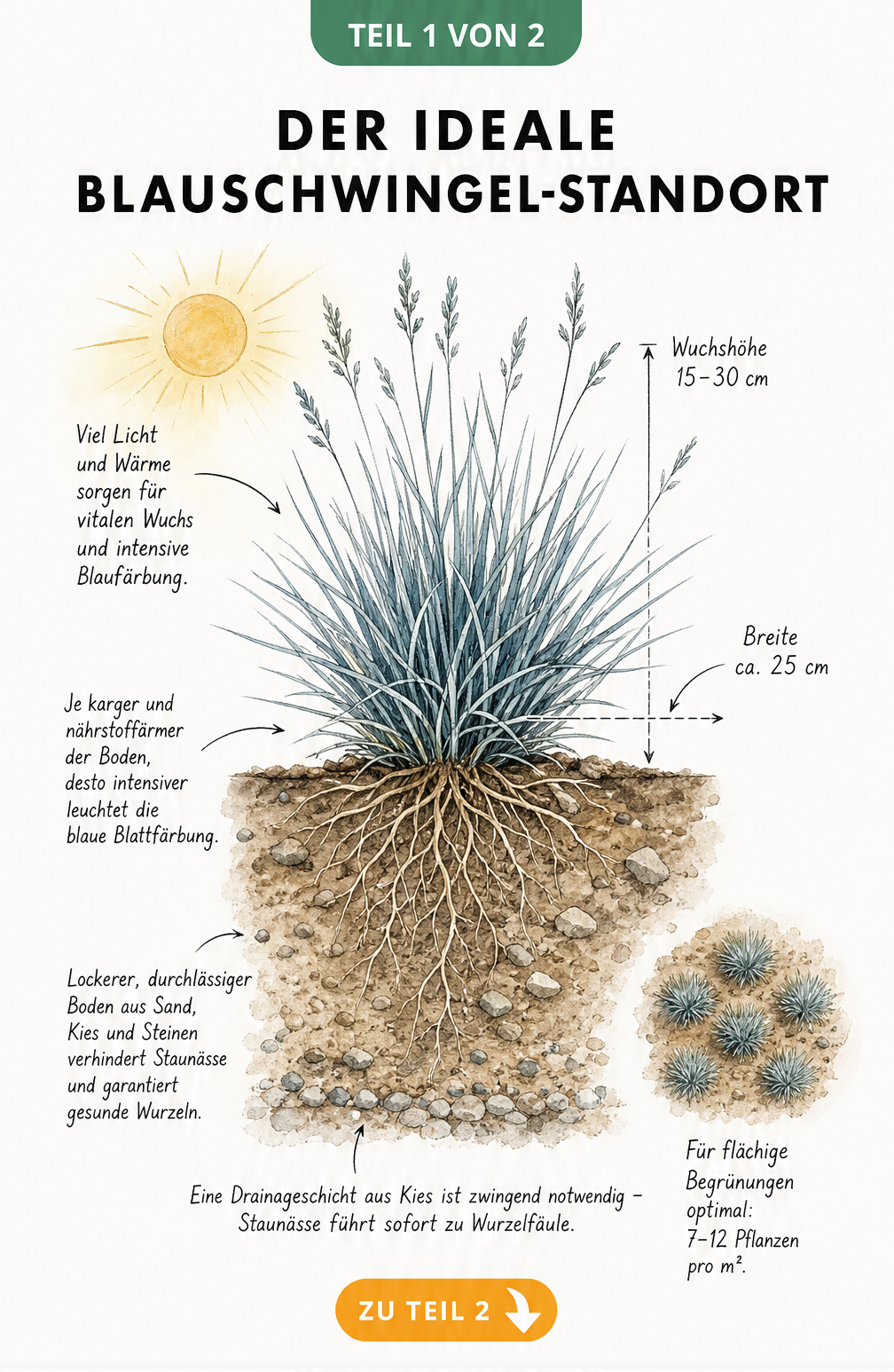 Botanische Querschnitt-Illustration eines Blauschwingel-Horstes mit Wurzeln in durchlässigem Boden