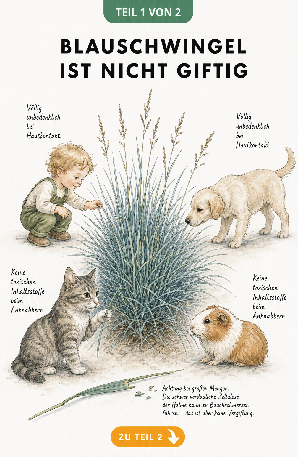 Illustration eines Blauschwingels mit Kleinkind, Hund, Katze und Meerschweinchen, die die Ungiftigkeit der Pflanze zeigt