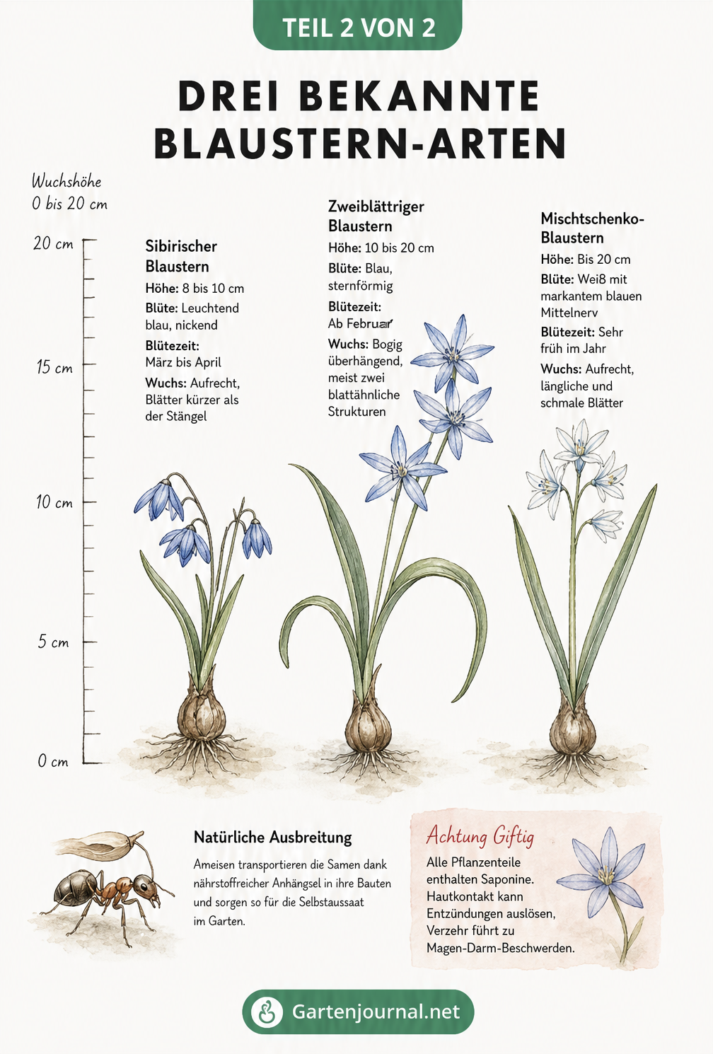 Illustration von drei Blaustern-Arten im Vergleich: Sibirischer Blaustern, Zweiblättriger Blaustern und Mischtschenko-Blaustern mit Höhenskala