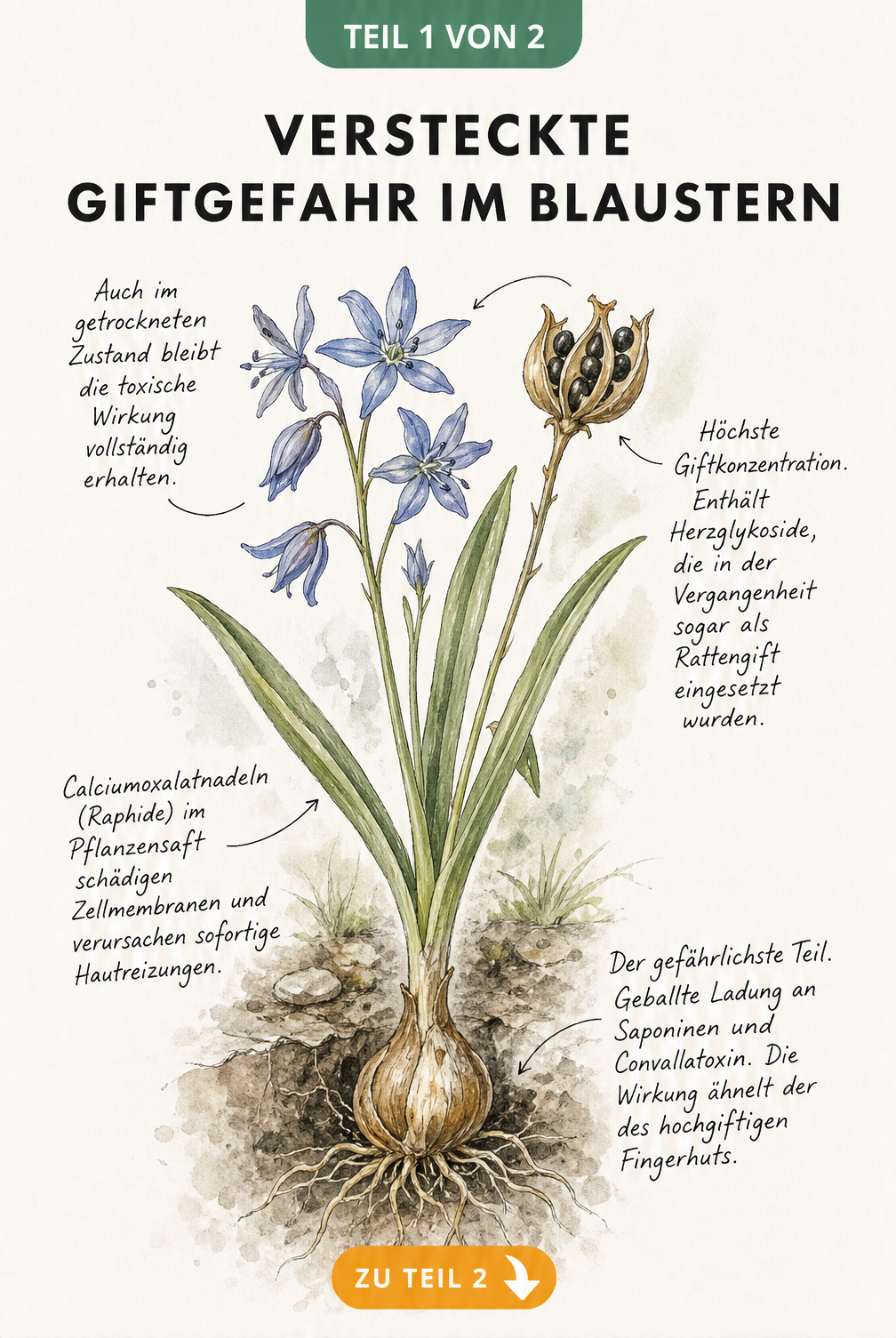 Botanische Illustration des Sibirischen Blausterns mit Hinweisen auf giftige Pflanzenteile wie Zwiebel, Blätter und Samen