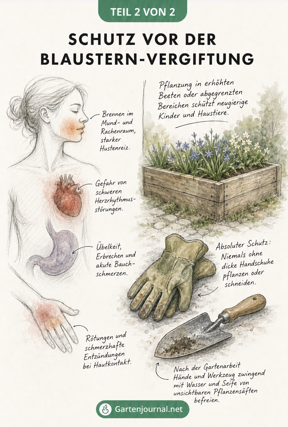 Skizze eines menschlichen Körpers mit Vergiftungssymptomen und eines Hochbeets mit Gartenhandschuhen als Schutzmaßnahme