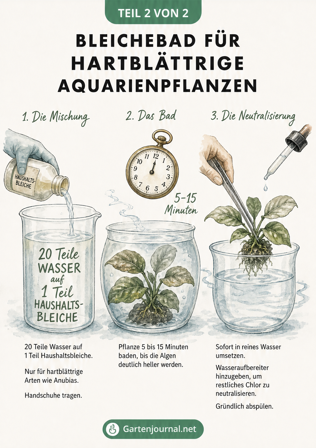 Skizze eines Bleichebads für hartblättrige Aquarienpflanzen mit Mischverhältnis, Einwirkzeit und Neutralisierung