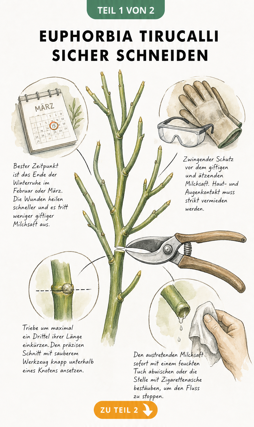 Botanische Illustration eines Bleistiftbaum-Zweigs mit Gartenschere, Schutzhandschuhen und Hinweisen zum sicheren Rückschnitt