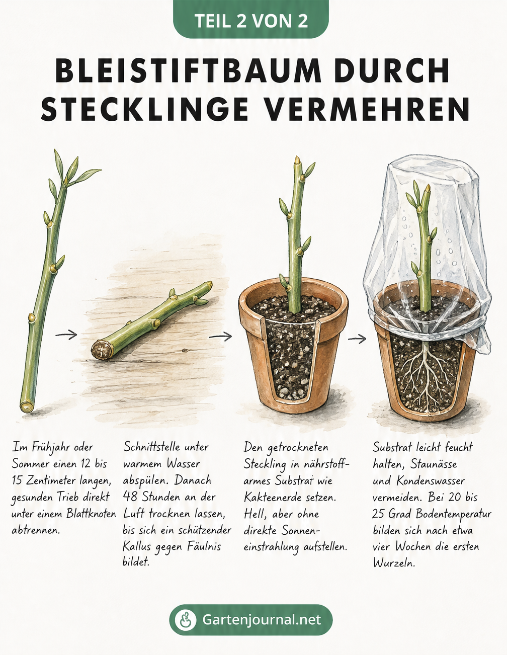 Skizzenhafte Darstellung der Vermehrung eines Bleistiftbaums durch Stecklinge, vom Schnitt bis zur Wurzelbildung im Topf