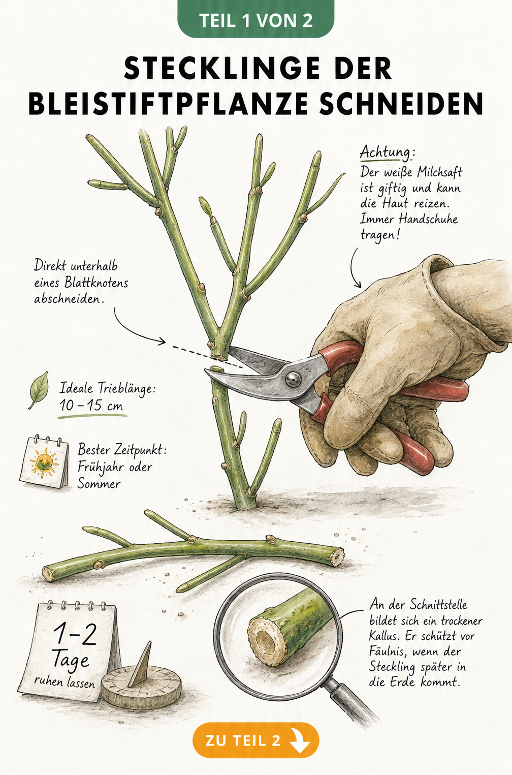 Illustration eines Bleistiftpflanzen-Stecklings, der mit einer Gartenschere unterhalb eines Blattknotens abgeschnitten wird.