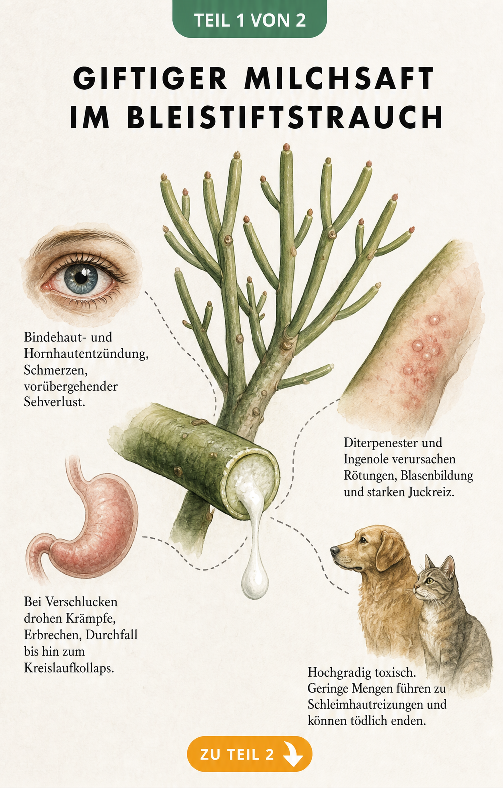 Botanische Illustration eines Bleistiftstrauchs mit austretendem weißen Milchsaft und Skizzen zu Vergiftungssymptomen bei Mensch und Tier