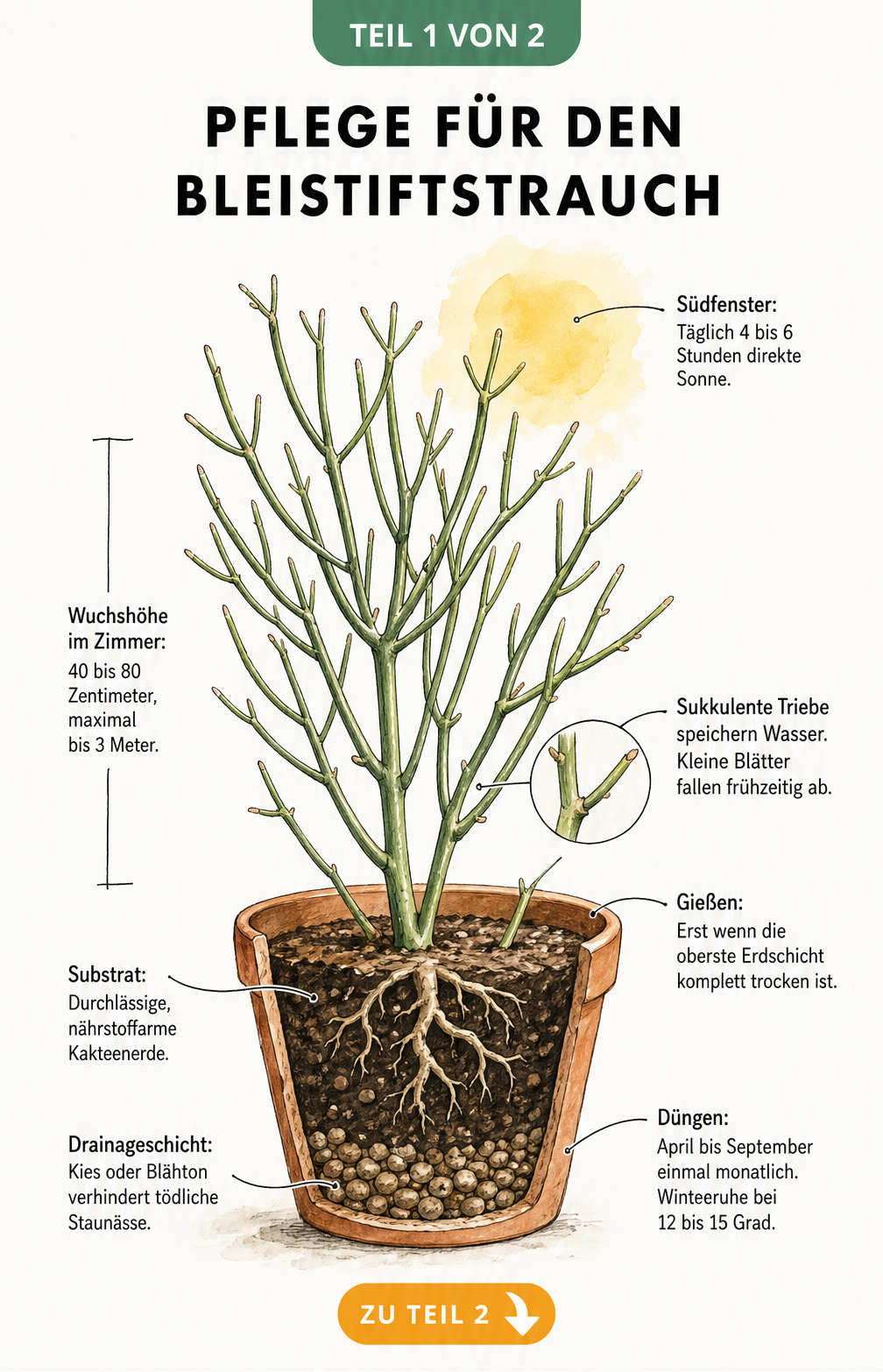 Botanische Illustration eines Bleistiftstrauchs im Terrakotta-Topf mit Pflegehinweisen zu Standort, Gießen, Substrat und Düngen.