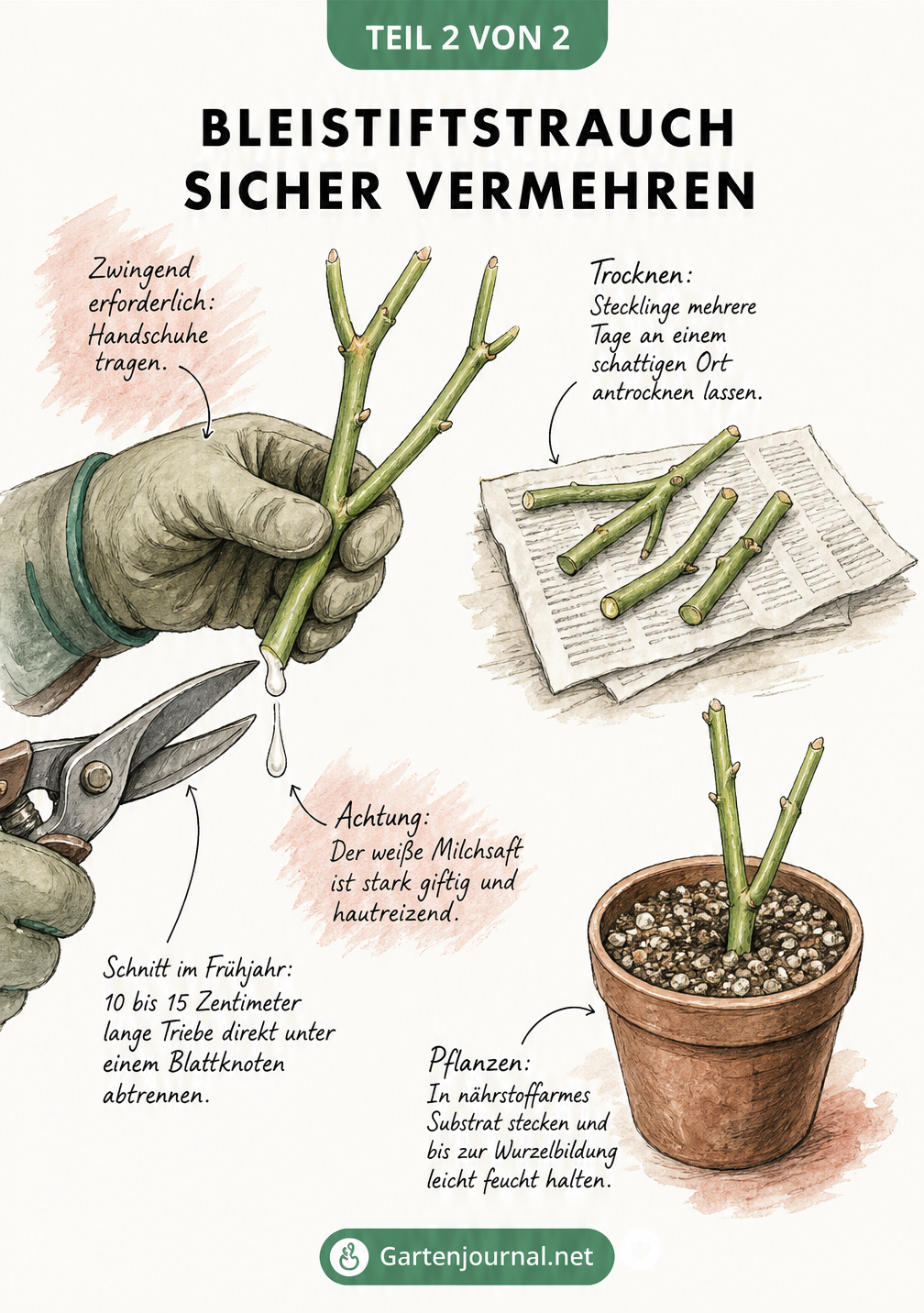 Illustration zur Vermehrung des Bleistiftstrauchs: Eine Hand mit Handschuh schneidet einen Trieb ab, daneben trocknen Stecklinge auf Zeitungspapier.