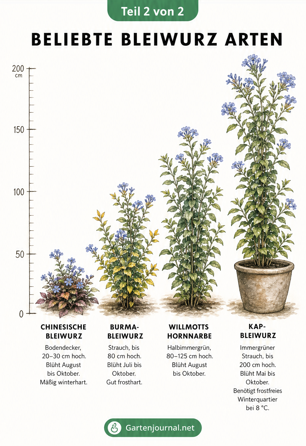 Vergleich von vier Bleiwurz-Arten mit Wuchshöhe, Blütezeit und Winterhärte auf einer Messskala