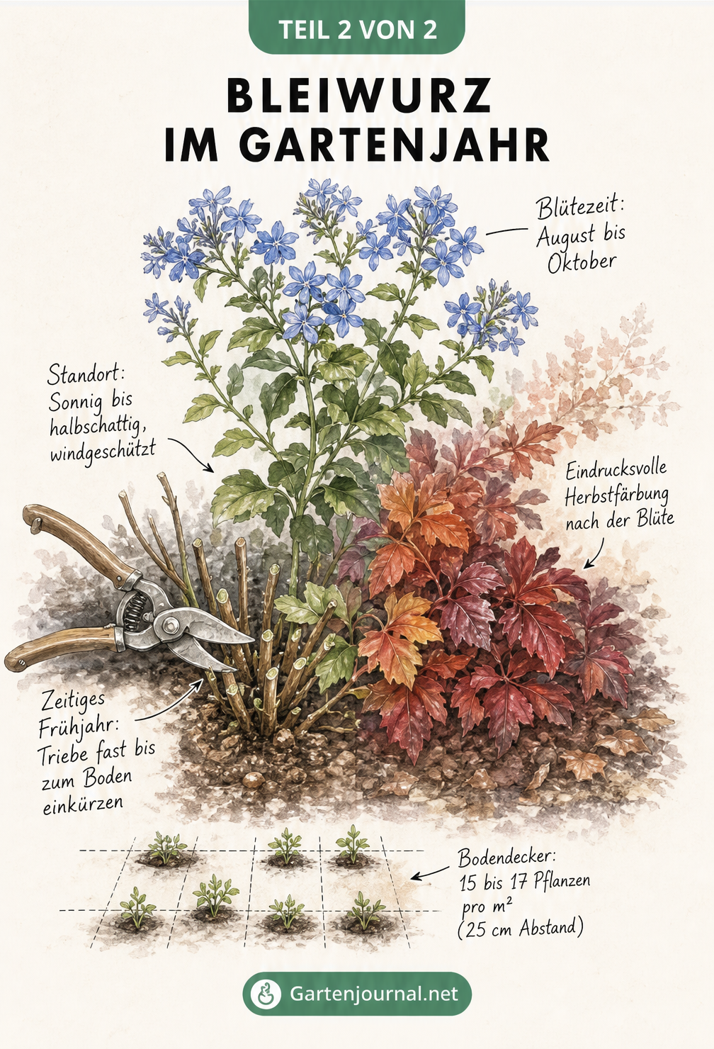 Botanische Zeichnung der Bleiwurz im Jahresverlauf mit Rückschnitt im Frühjahr, blauer Blüte im Sommer und roter Herbstfärbung