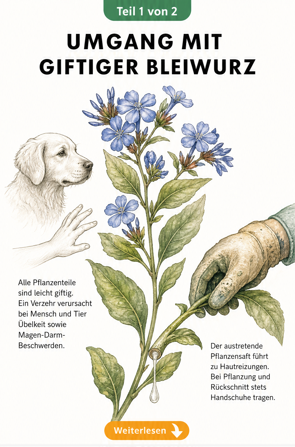 Illustration der giftigen Bleiwurz mit Warnhinweisen für Kinder und Hunde sowie Empfehlung zum Tragen von Gartenhandschuhen