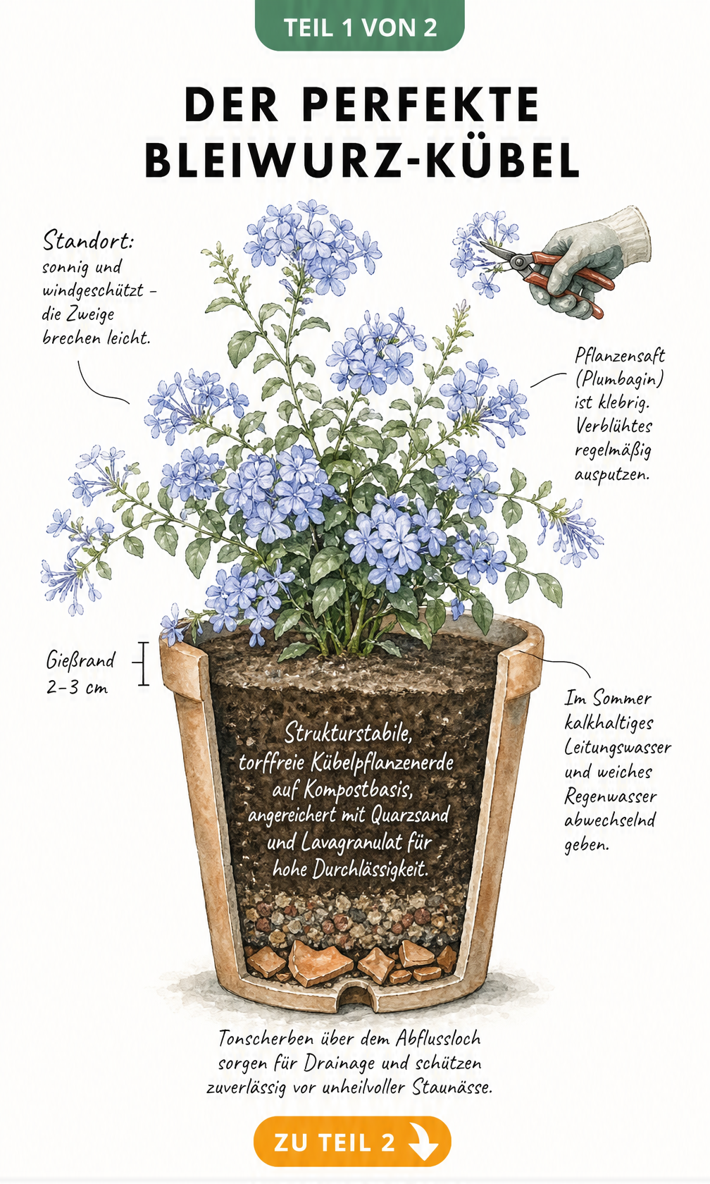 Botanische Illustration eines Bleiwurz-Kübels im Querschnitt mit Erdschichten, Drainage und Pflegehinweisen