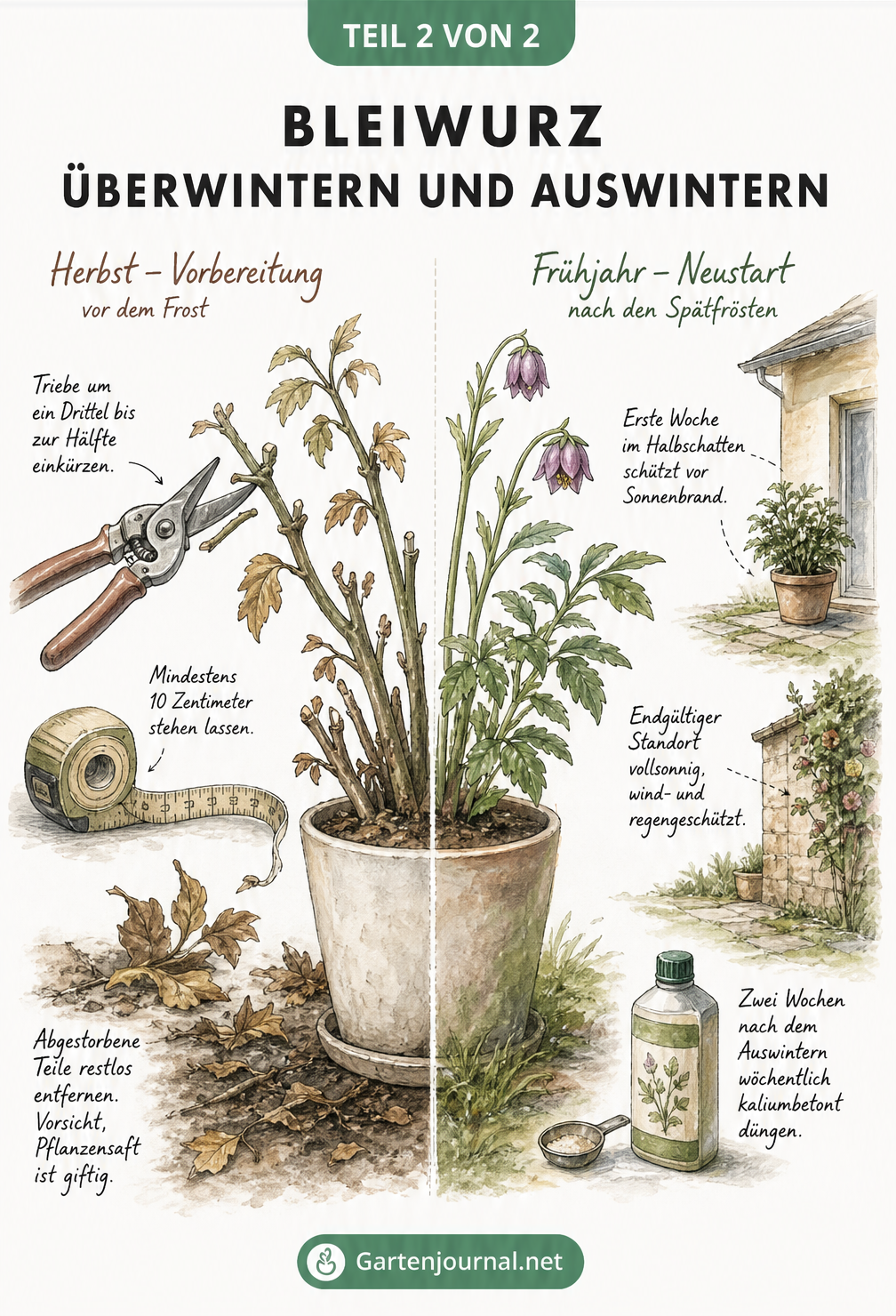 Illustration zum Rückschnitt der Bleiwurz im Herbst und dem Auswintern im Frühjahr