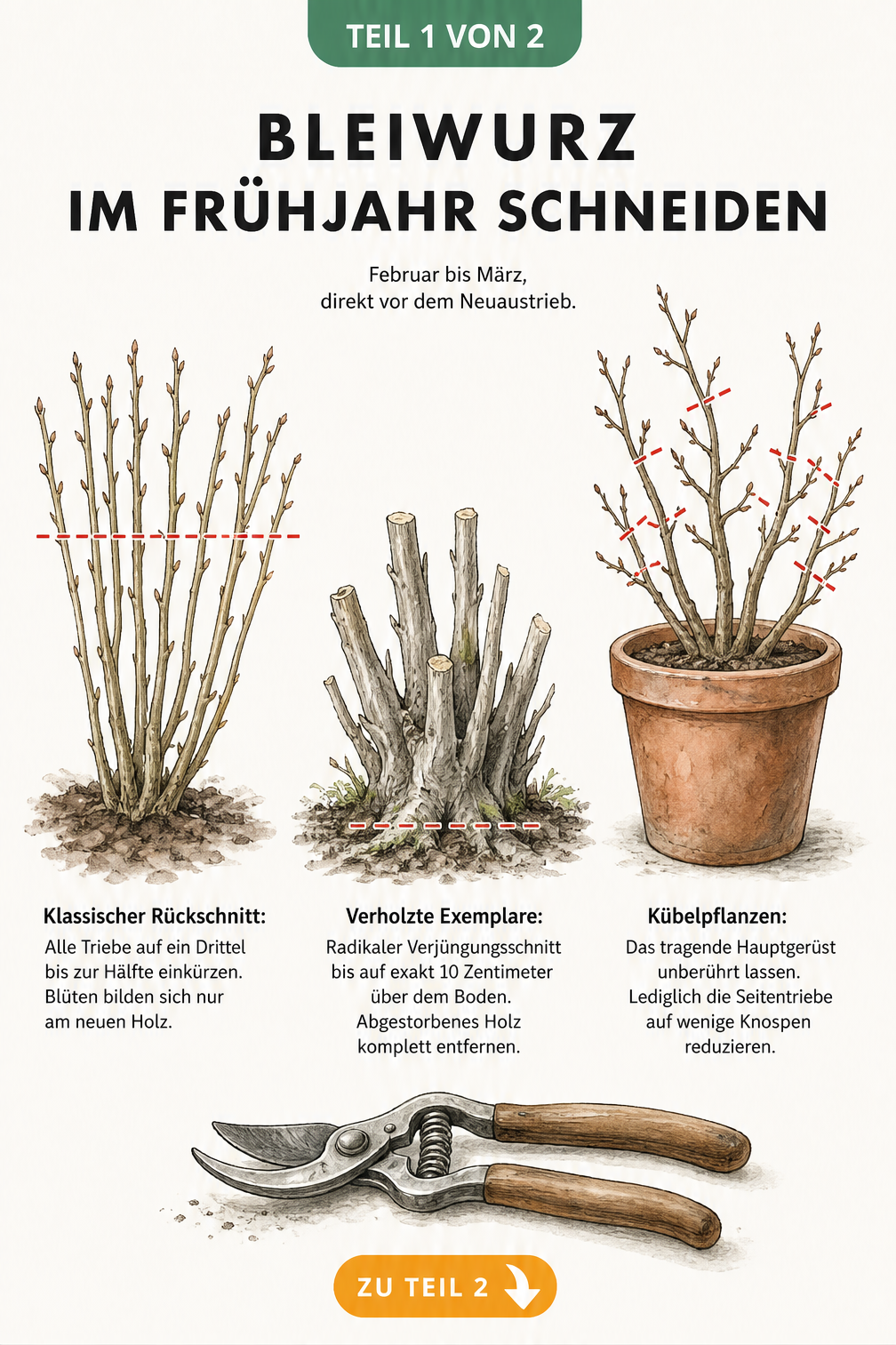 Botanische Illustration von drei Bleiwurz-Pflanzen mit roten Schnittlinien für klassischen Rückschnitt, verholzte Exemplare und Kübelpflanzen