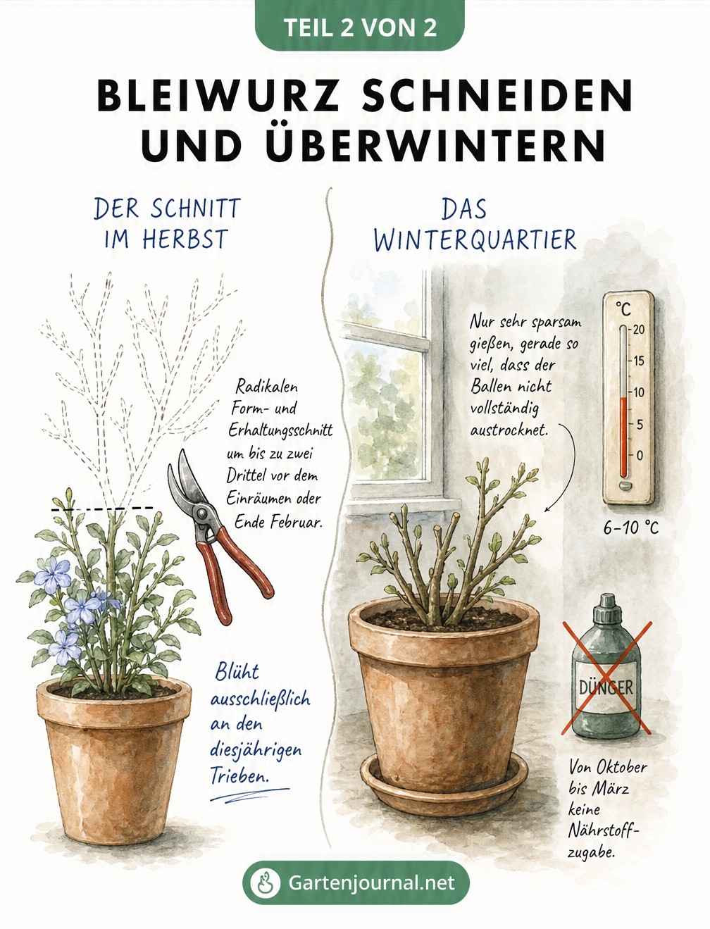 Illustration zum Rückschnitt und zur Überwinterung der Bleiwurz mit Gartenschere und Thermometer