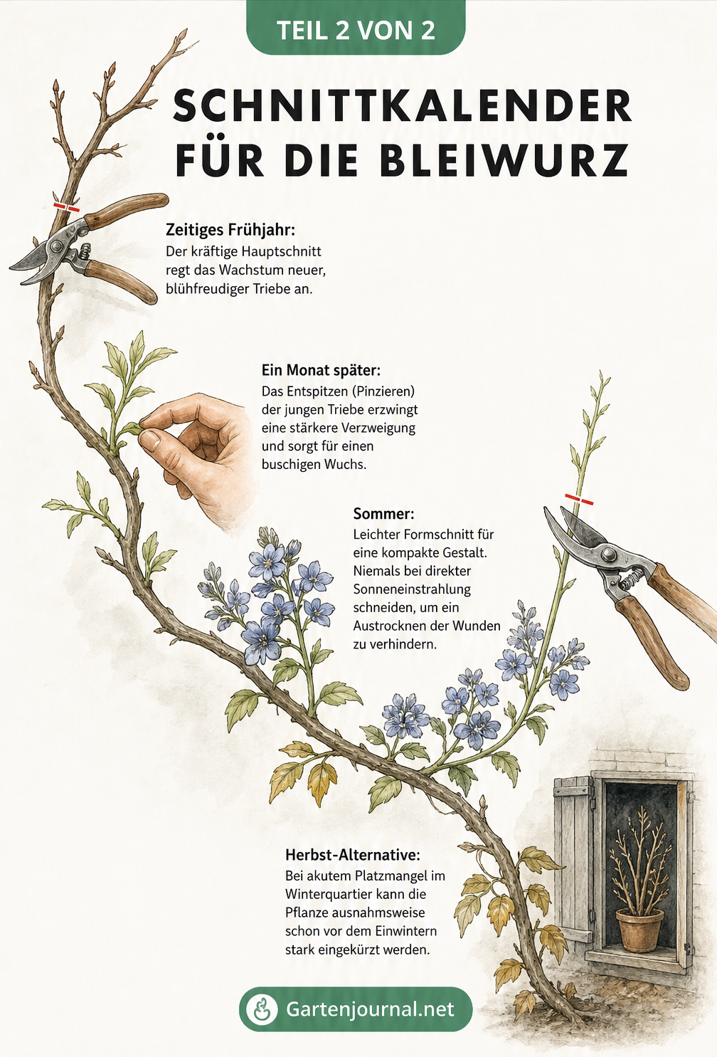 Illustrierter Schnittkalender für die Bleiwurz entlang eines Zweiges, der die Pflege vom Frühjahr bis zum Herbst zeigt