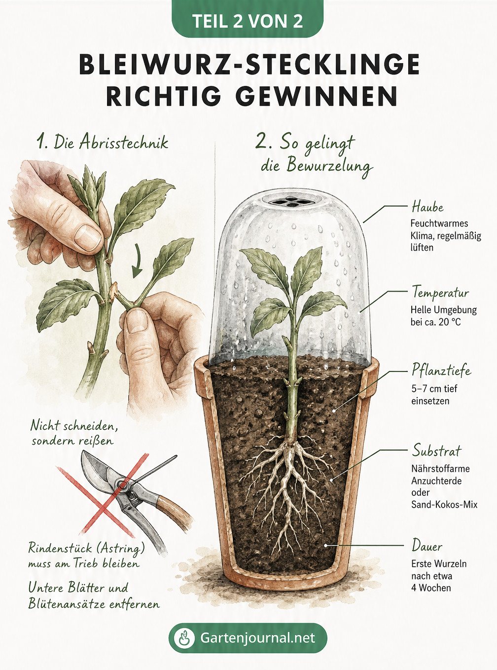 Illustration zur Gewinnung von Bleiwurz-Stecklingen durch Abreißen mit Astring und dem Einpflanzen im Anzuchttopf