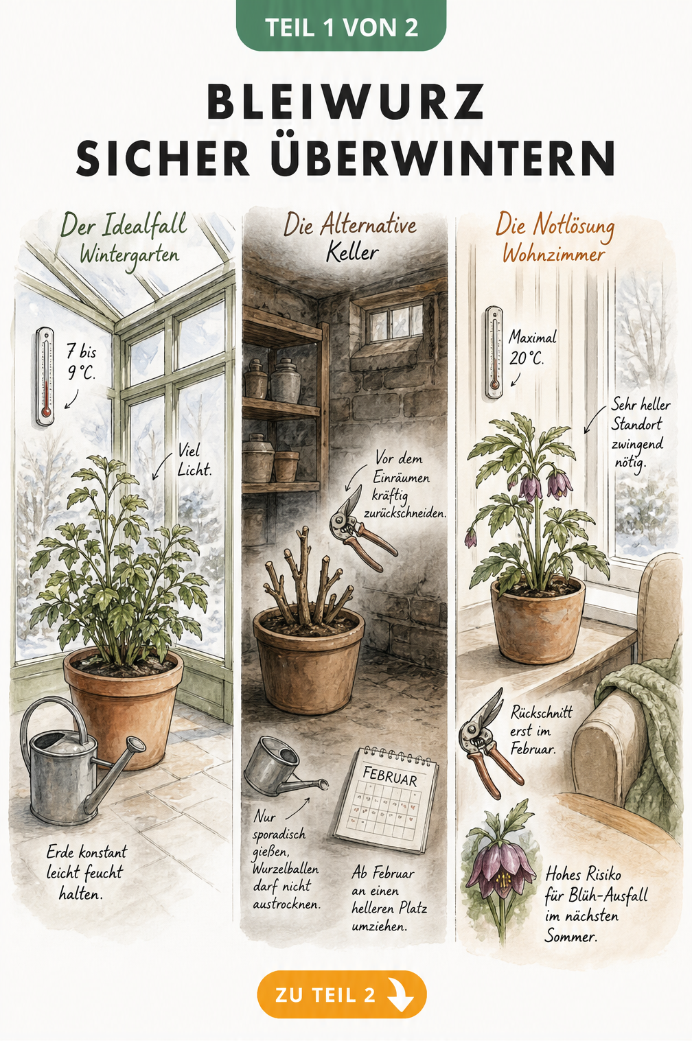 Illustration der drei Überwinterungsmethoden für Bleiwurz: heller Wintergarten, dunkler Keller und warmes Wohnzimmer