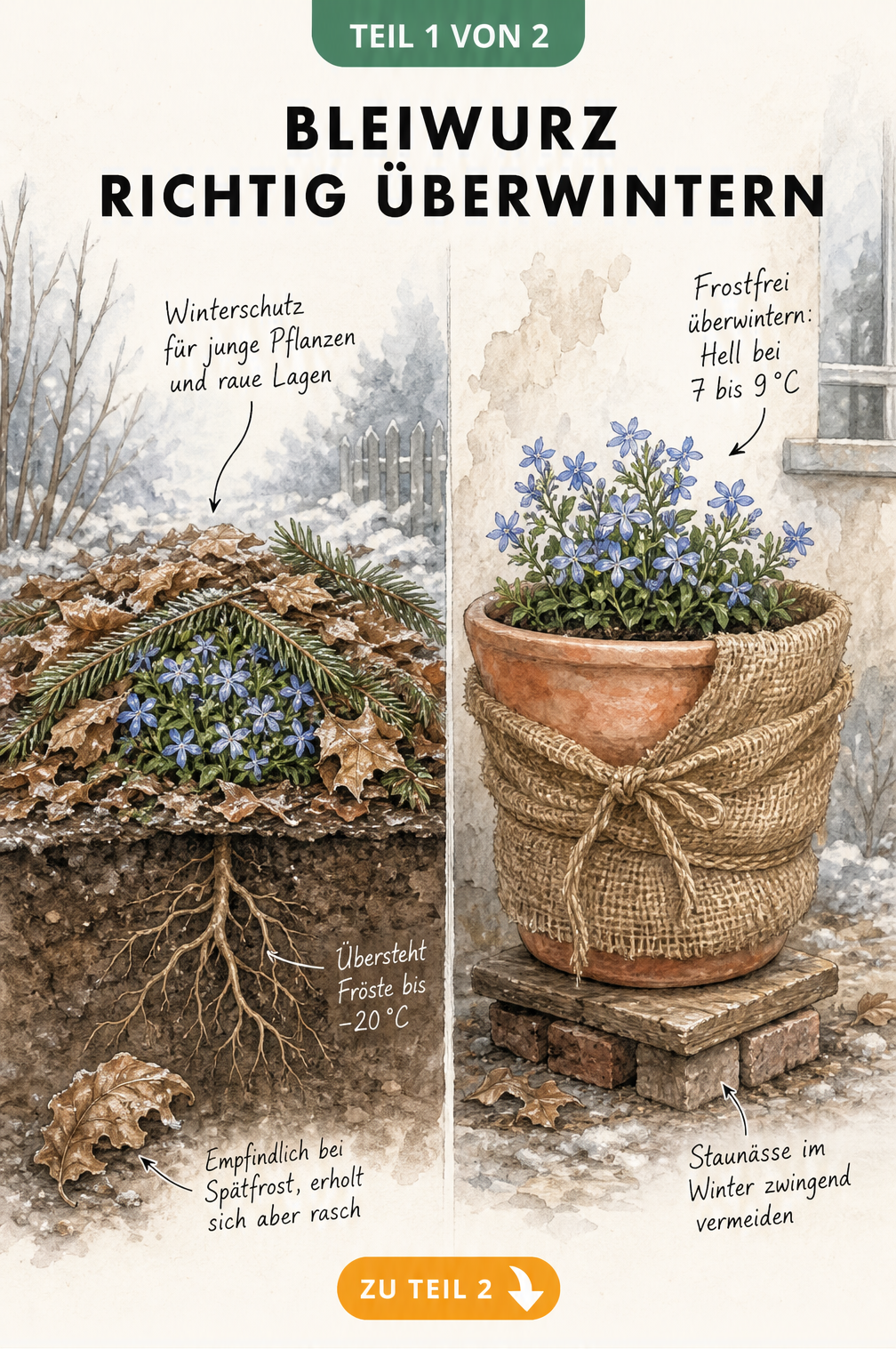 Illustration einer Bleiwurz im Gartenbeet mit Winterschutz aus Laub und in einem Terrakotta-Kübel mit Jutestoff