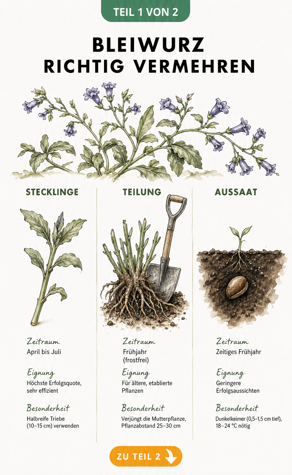 Botanische Zeichnung der drei Vermehrungsmethoden für Bleiwurz: Stecklinge, Teilung und Aussaat im Vergleich