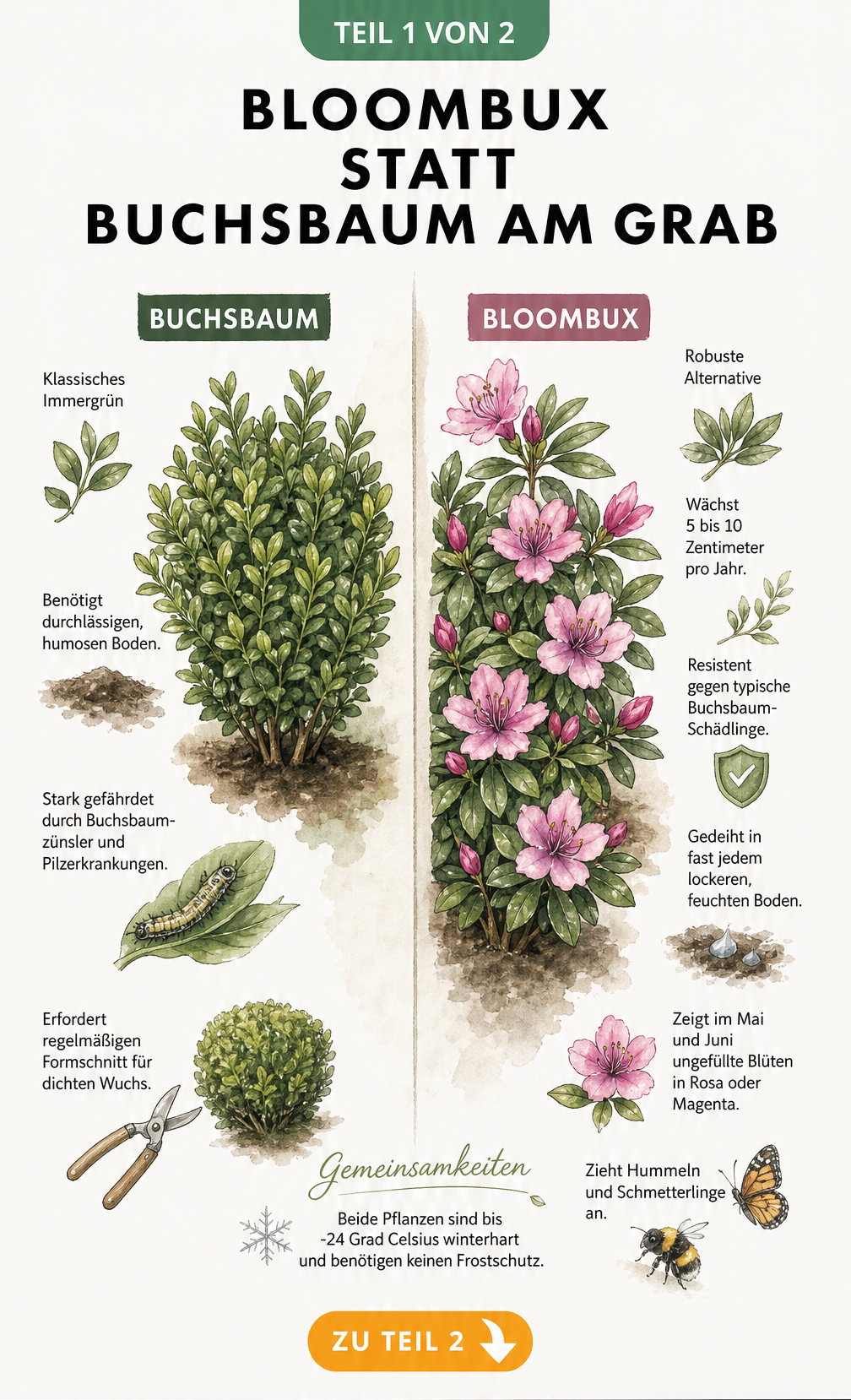 Botanische Gegenüberstellung von Buchsbaum und Bloombux mit Eigenschaften für die Grabbepflanzung