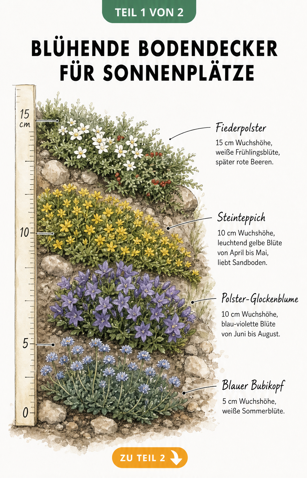 Botanische Illustration von vier blühenden Bodendeckern für sonnige Standorte mit Wuchshöhen am Hang