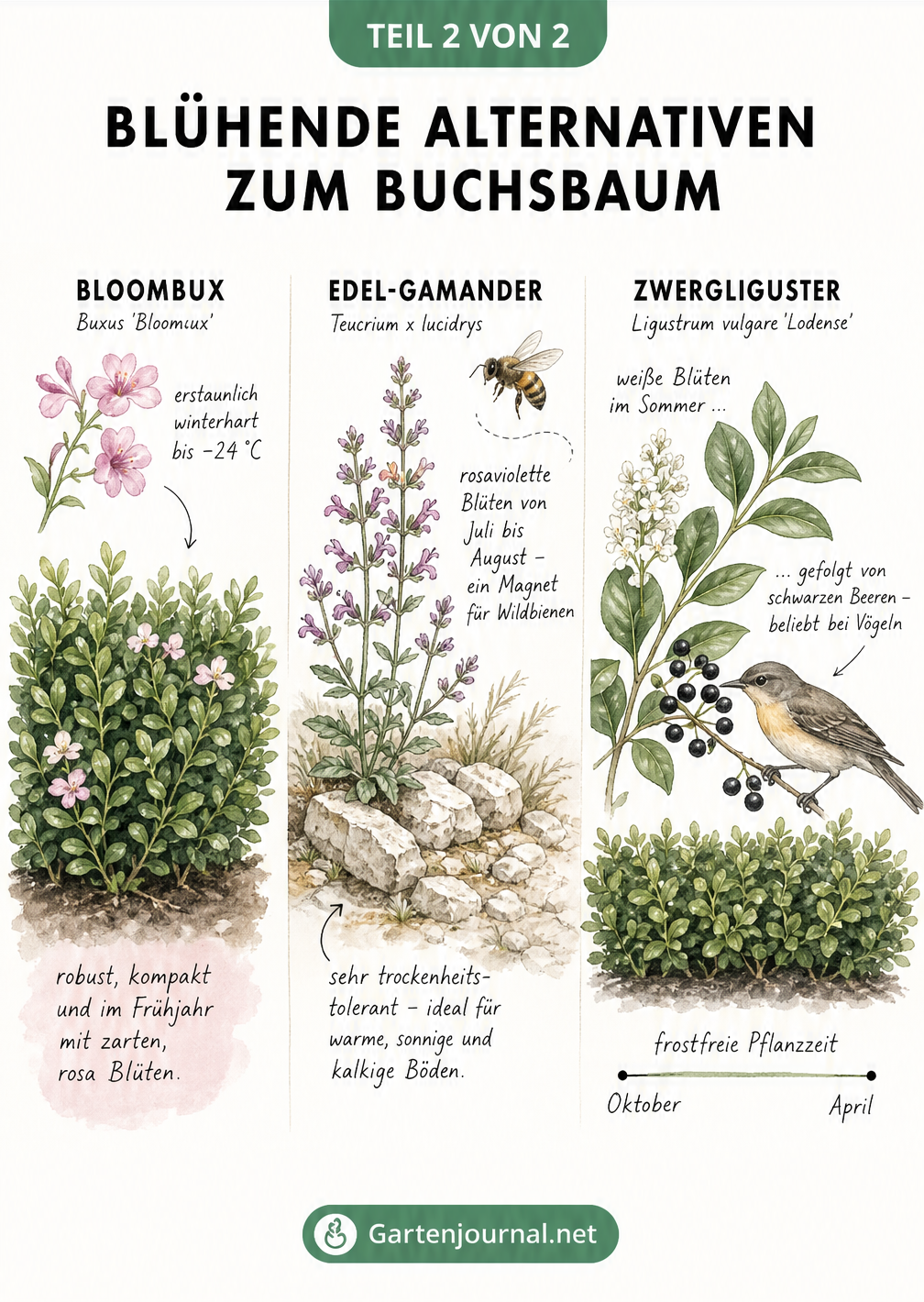 Aquarell-Illustration von Bloombux, Edel-Gamander und Zwergliguster als blühende Heckenpflanzen mit Blütezeiten und Standortansprüchen