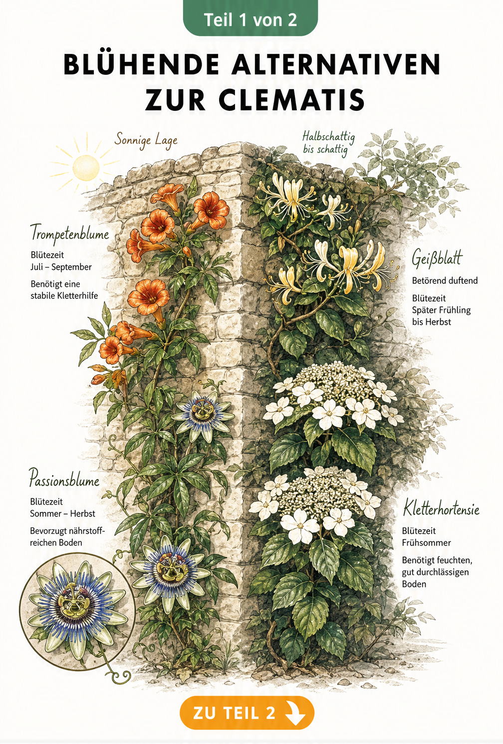 Illustration einer Steinmauer mit blühenden Clematis-Alternativen wie Passionsblume, Trompetenblume, Kletterhortensie und Geißblatt