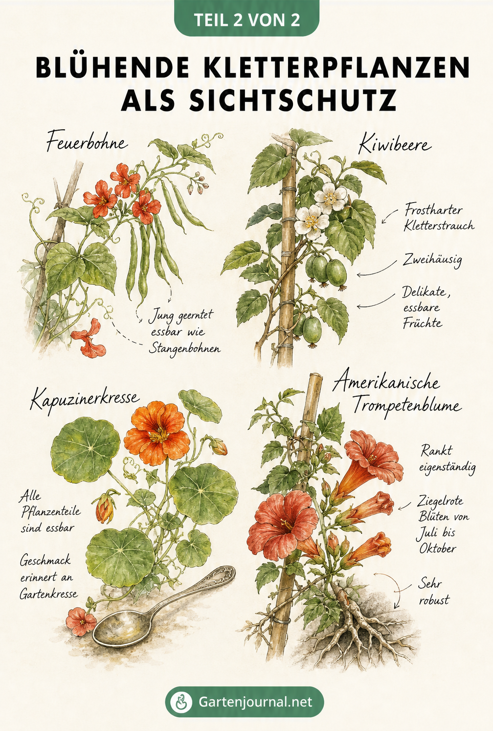 Botanische Illustration von Feuerbohne, Kiwibeere, Kapuzinerkresse und Amerikanischer Trompetenblume