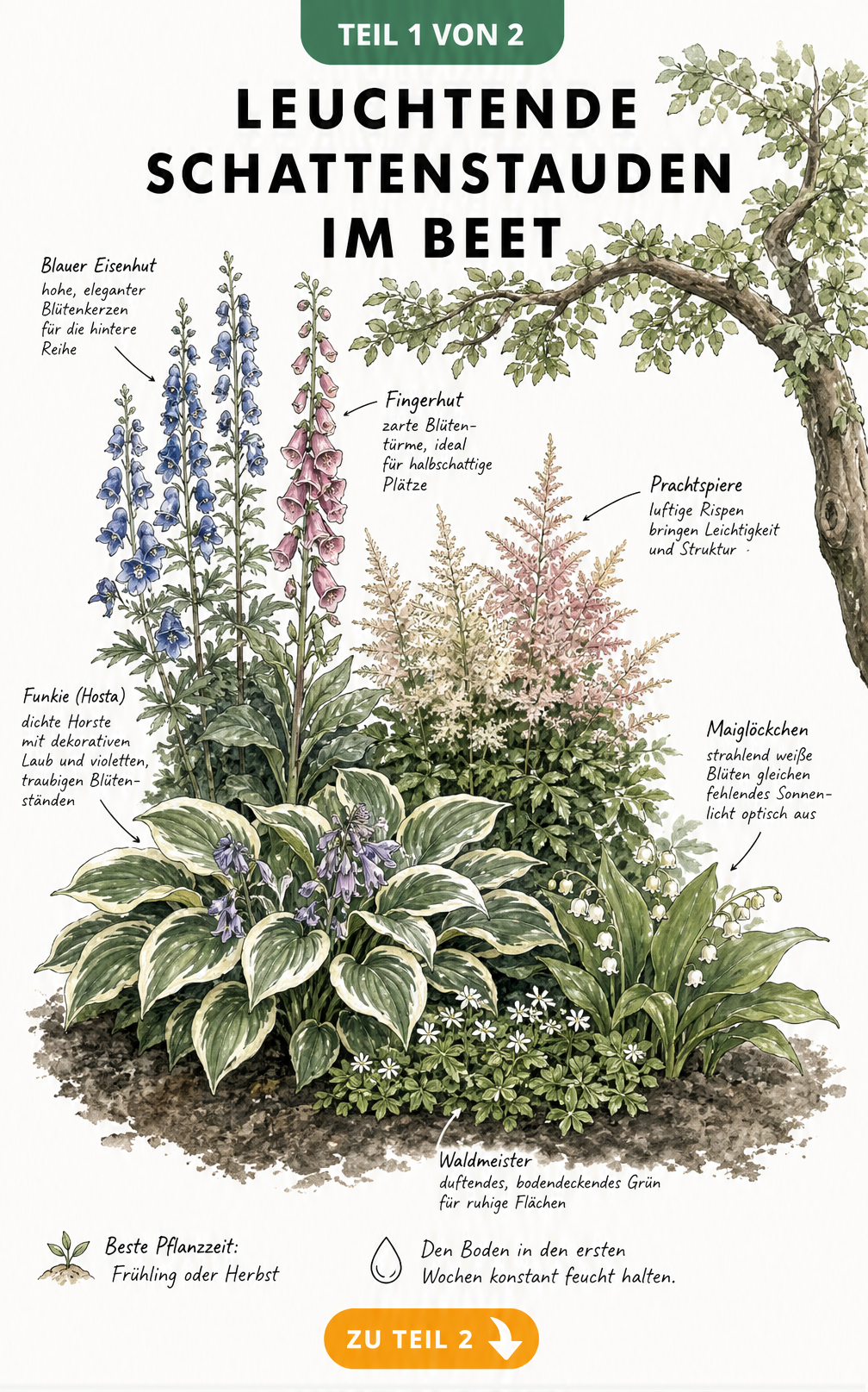 Botanische Querschnitt-Szenerie eines halbschattigen Gartenbeets mit blühenden Schattenstauden wie Eisenhut, Fingerhut, Prachtspiere, Funkie, Waldmeister und...