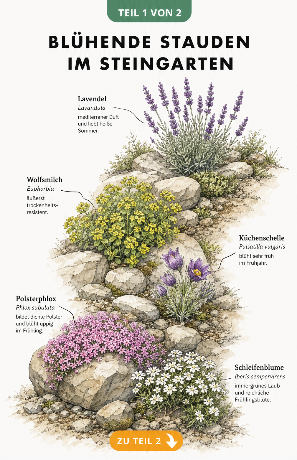 Botanische Illustration von fünf blühenden Steingartenstauden wie Lavendel, Küchenschelle und Polsterphlox auf einem sonnigen Felshang.