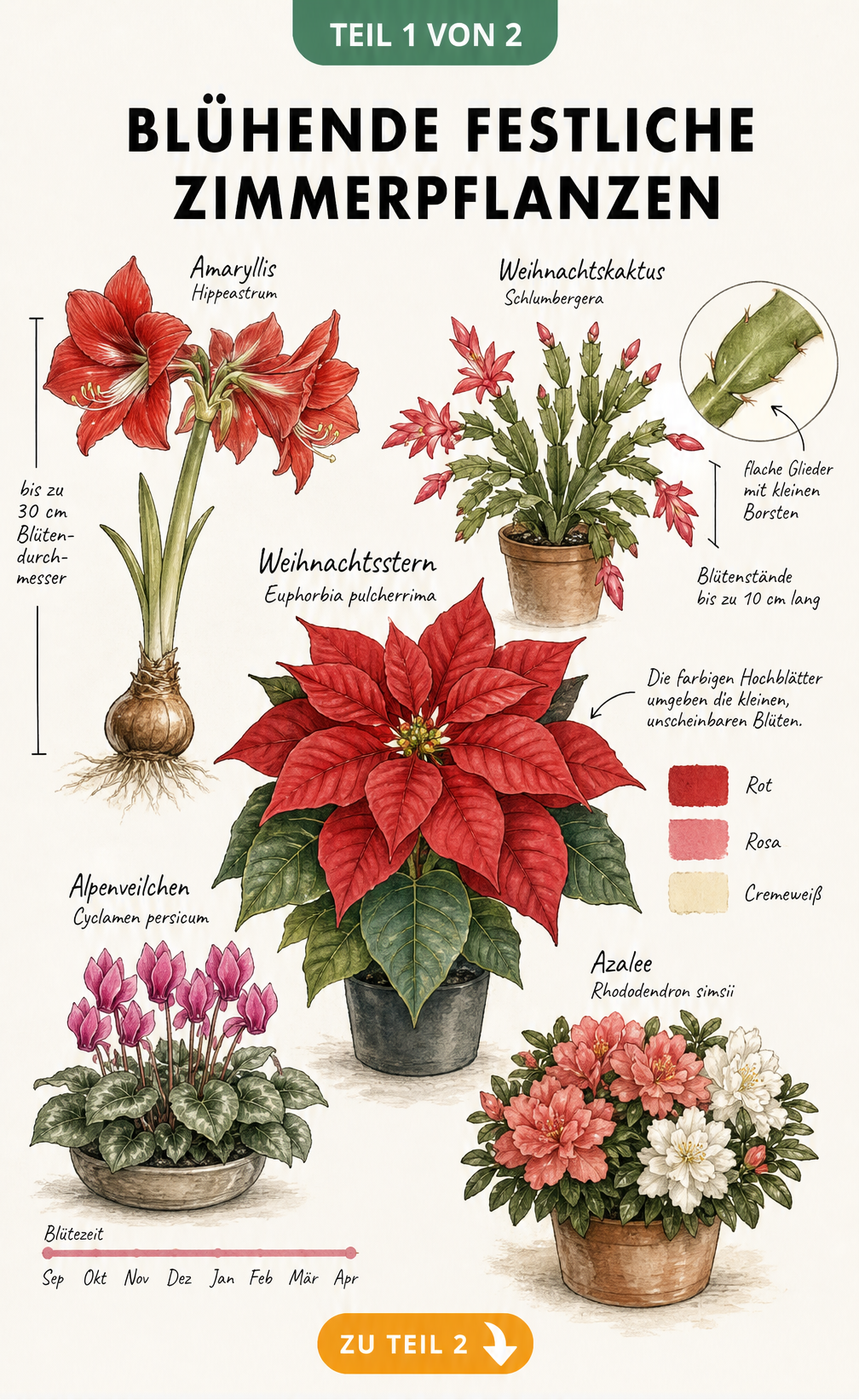 Botanische Illustration von fünf blühenden Zimmerpflanzen für Weihnachten: Weihnachtsstern, Amaryllis, Weihnachtskaktus, Alpenveilchen und Azalee.