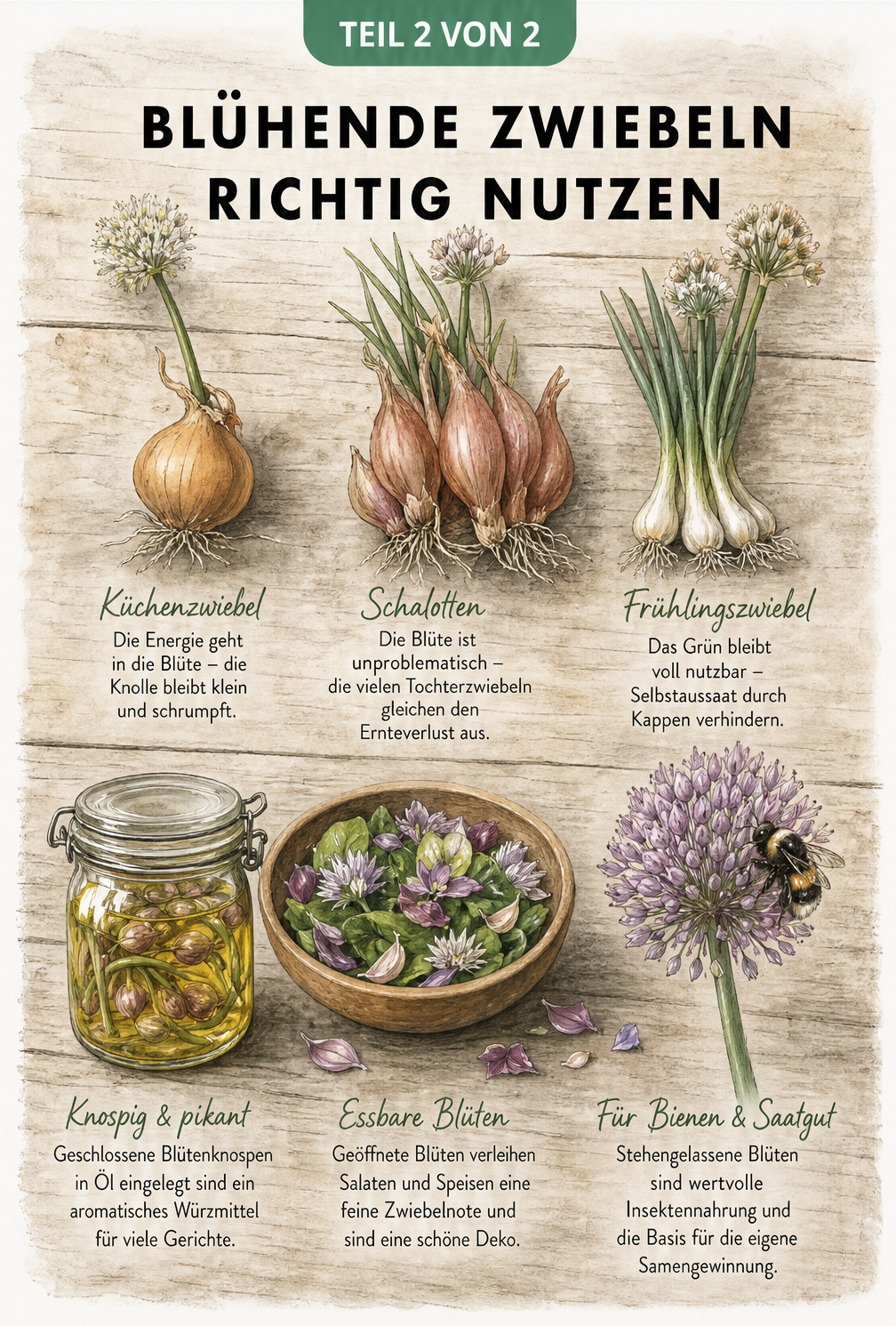 Illustration verschiedener Zwiebelarten wie Küchenzwiebel, Schalotte und Frühlingszwiebel sowie deren Blütenverwertung als Würzmittel, essbare Dekoration und...