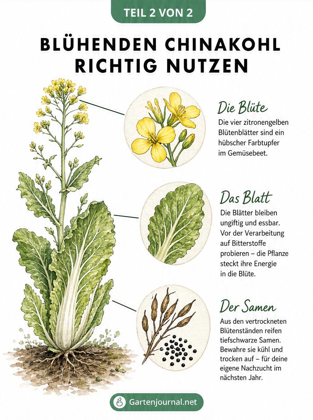 Detailzeichnung einer blühenden Chinakohlpflanze mit gelben Blüten, essbaren Blättern und schwarzen Samen.