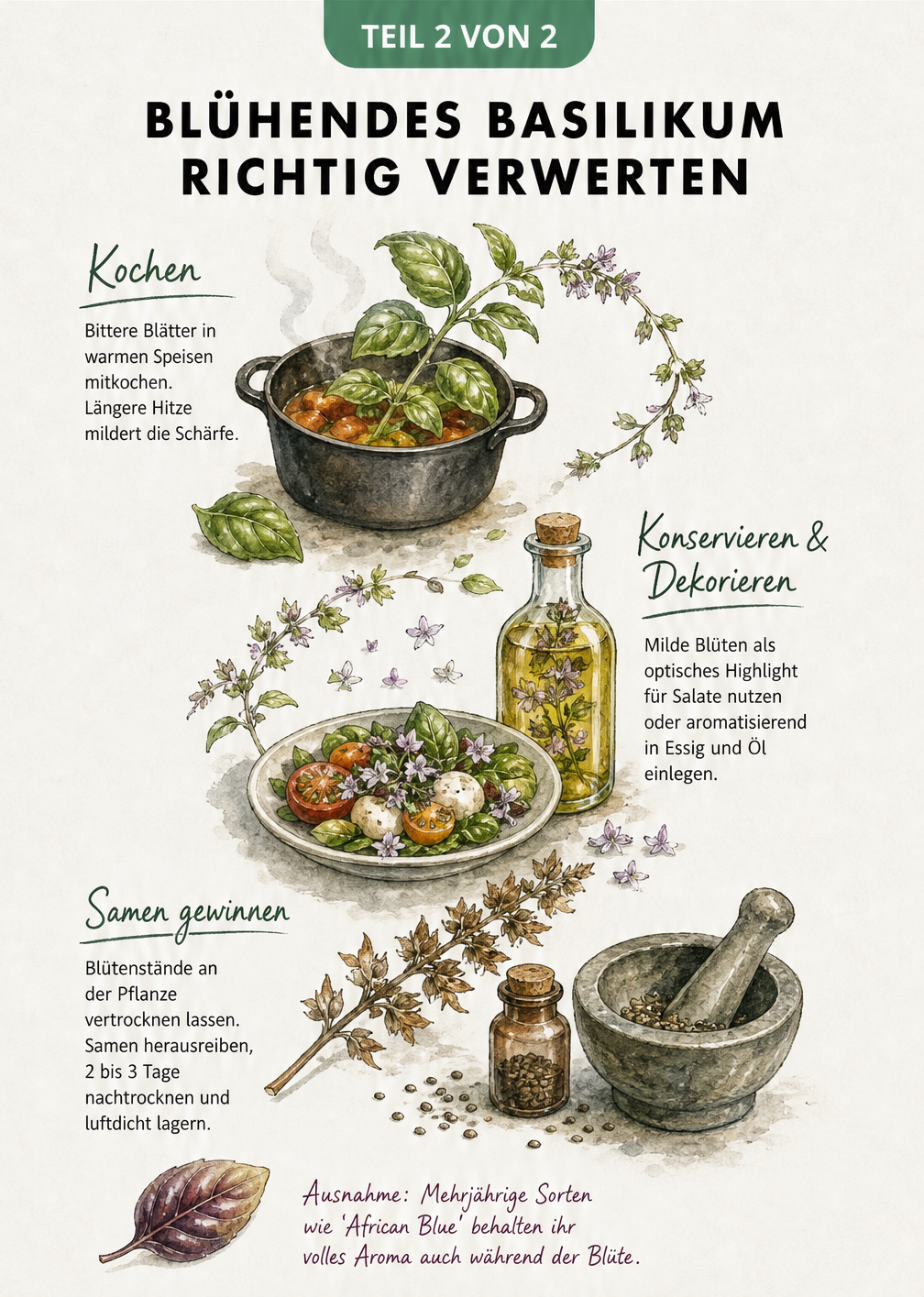 Illustration zur Verwertung von blühendem Basilikum: Kochen, Konservieren und Samengewinnung