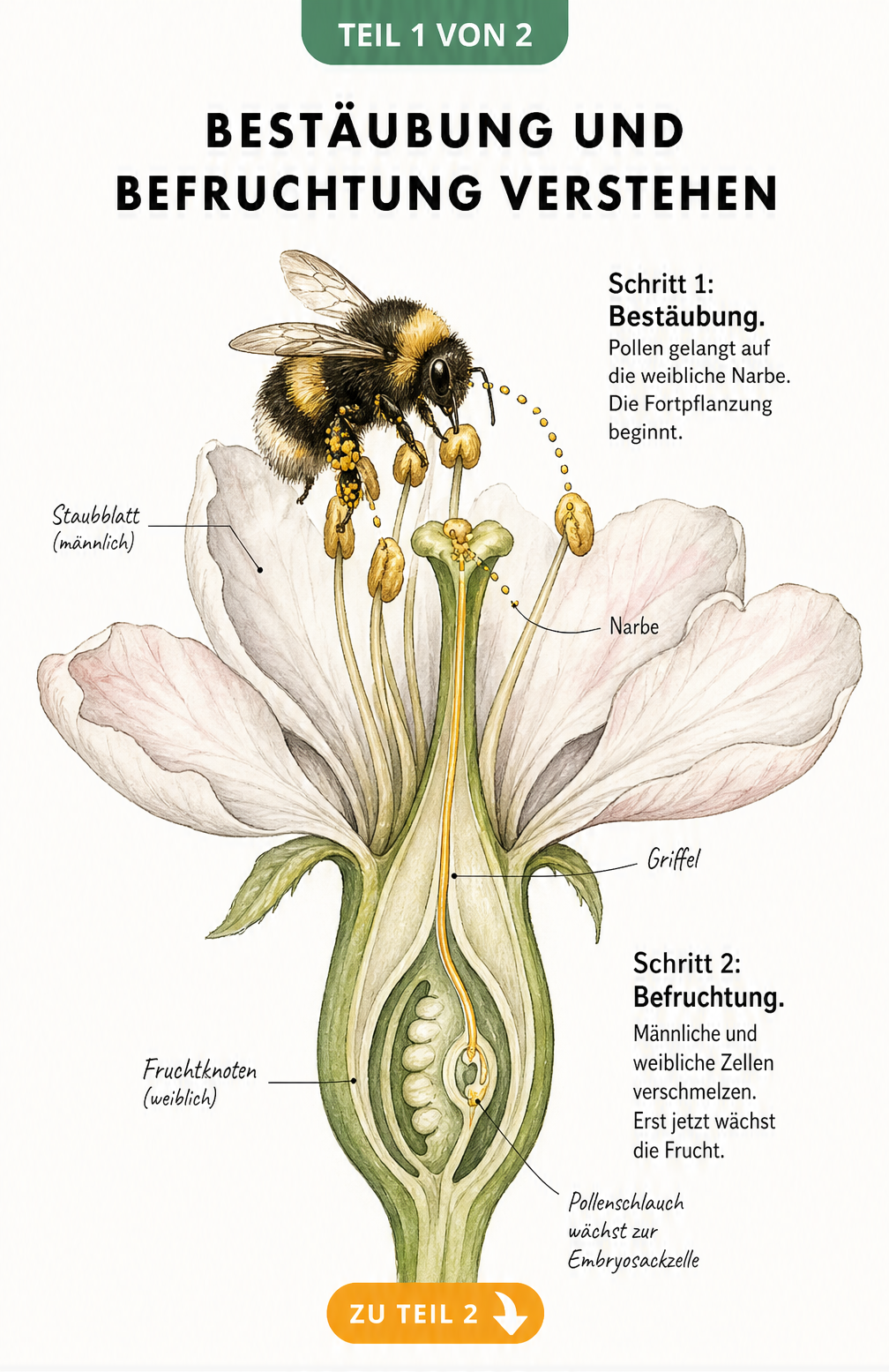 Botanische Illustration eines Längsschnitts einer Blüte, die den Weg des Pollens von der Bestäubung durch ein Insekt bis zur Befruchtung im Fruchtknoten zeigt.