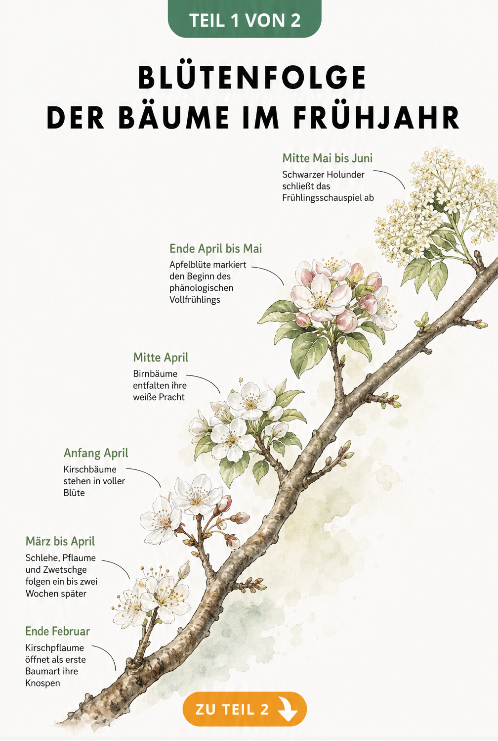 Aquarell-Illustration der Blütenfolge von Bäumen im Frühjahr, von Kirschpflaume bis Holunder