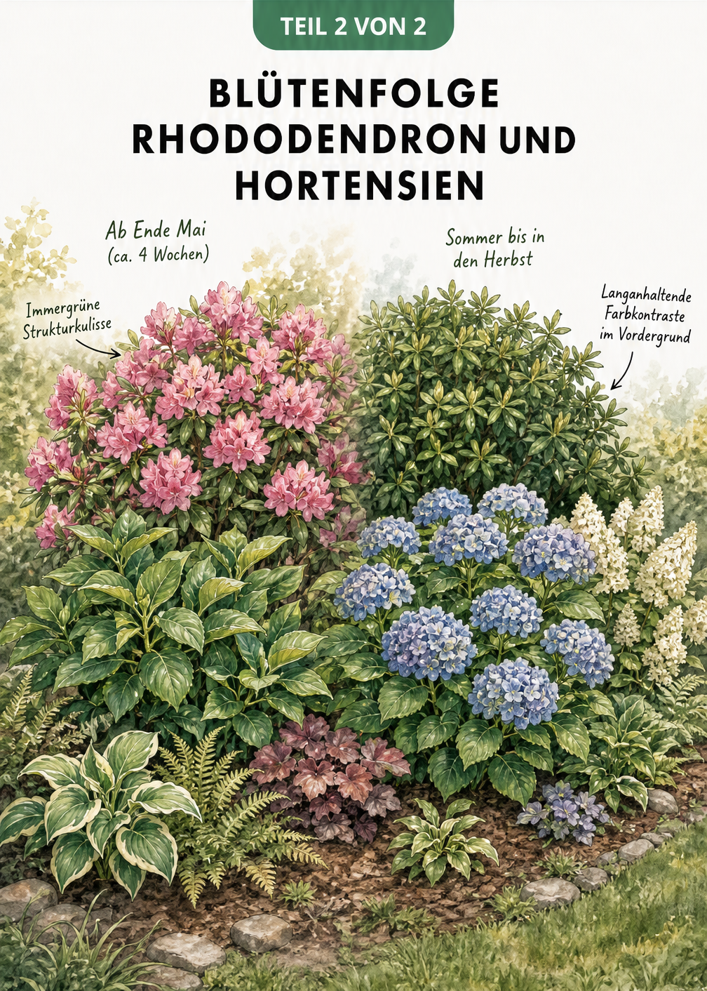 Illustration der zeitlich versetzten Blüte von Rhododendron im Frühsommer und Hortensie im Hochsommer.