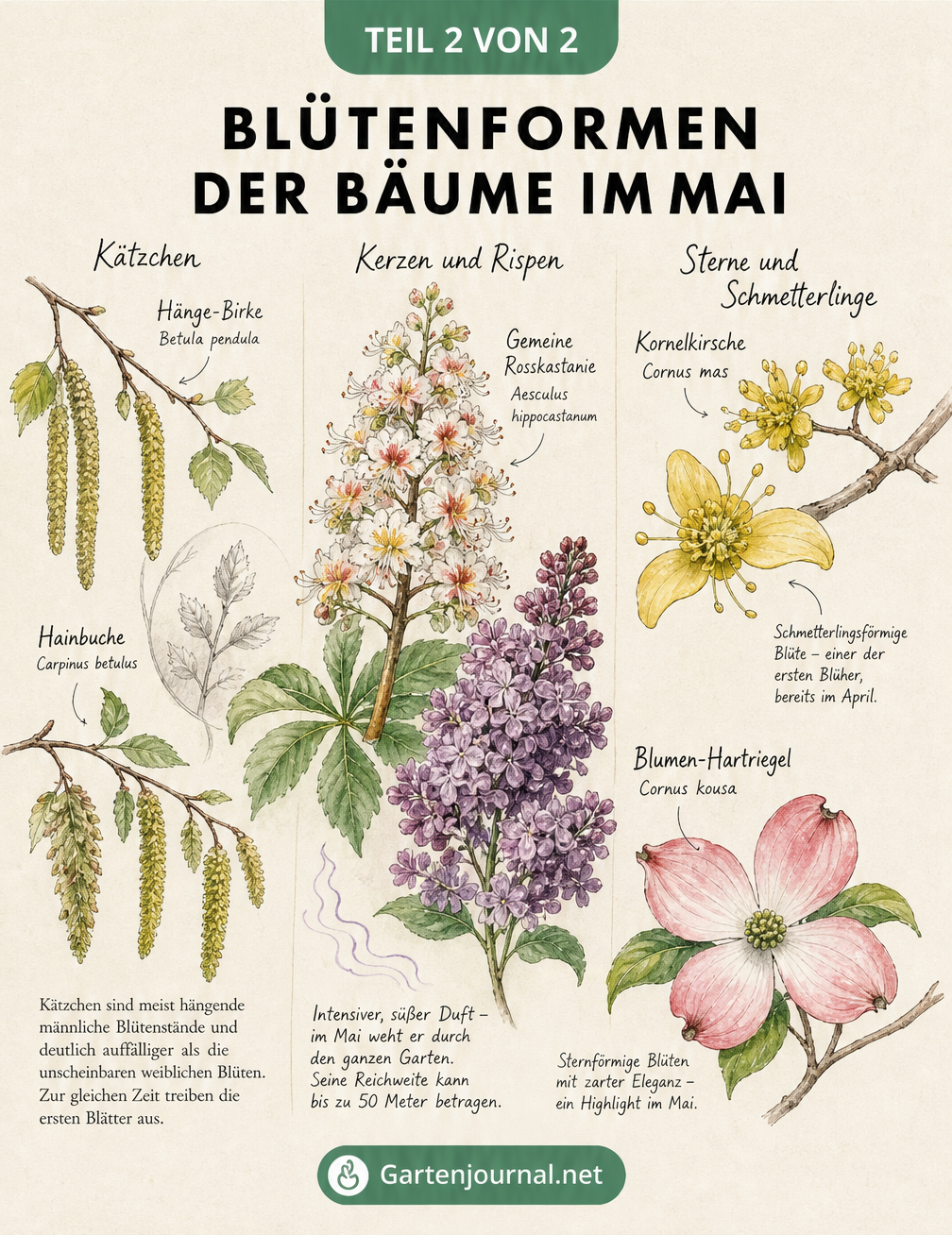 Botanische Illustration verschiedener Blütenformen von Bäumen im Mai: Kätzchen von Birke und Hainbuche, Kerzen der Rosskastanie, Rispen des Flieders sowie...