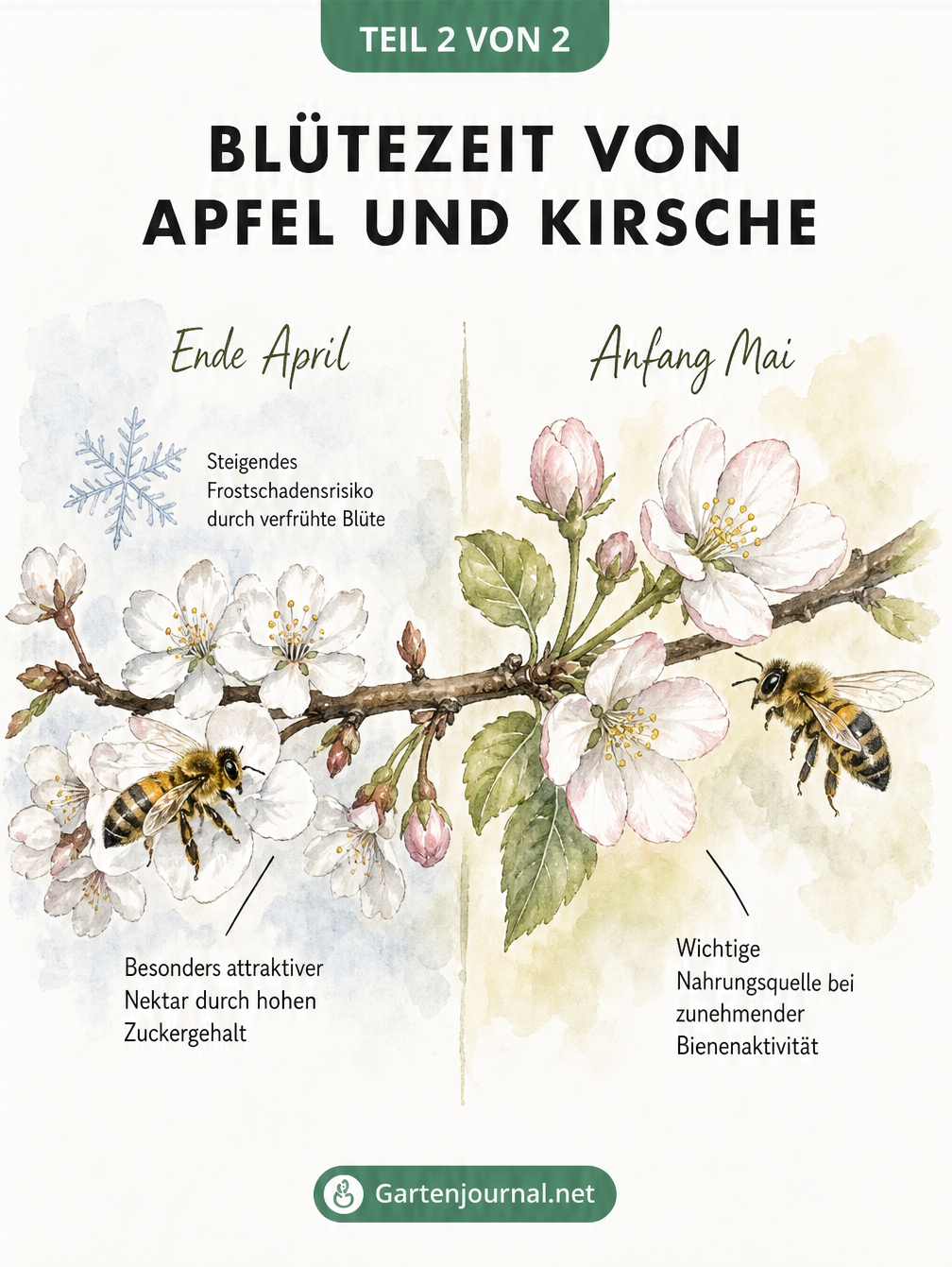 Zeitstrahl der Blütezeit von Kirsche Ende April und Apfel Anfang Mai mit Bienen