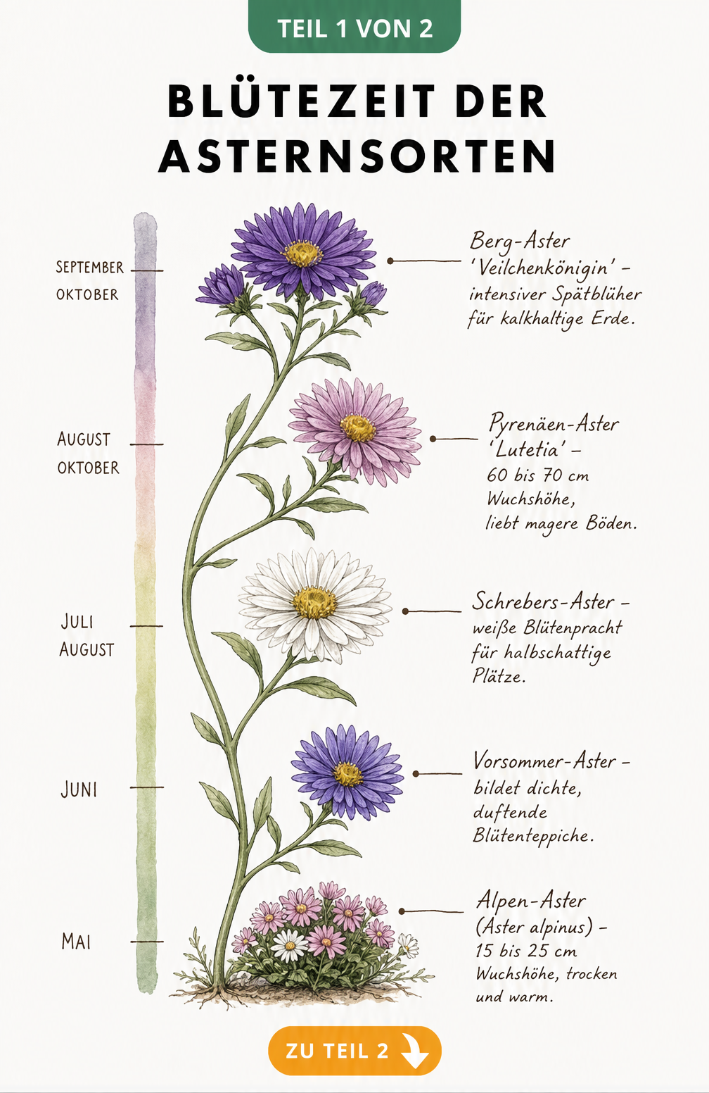 Botanische Illustration der Blütezeit verschiedener Asternsorten von Mai bis Oktober