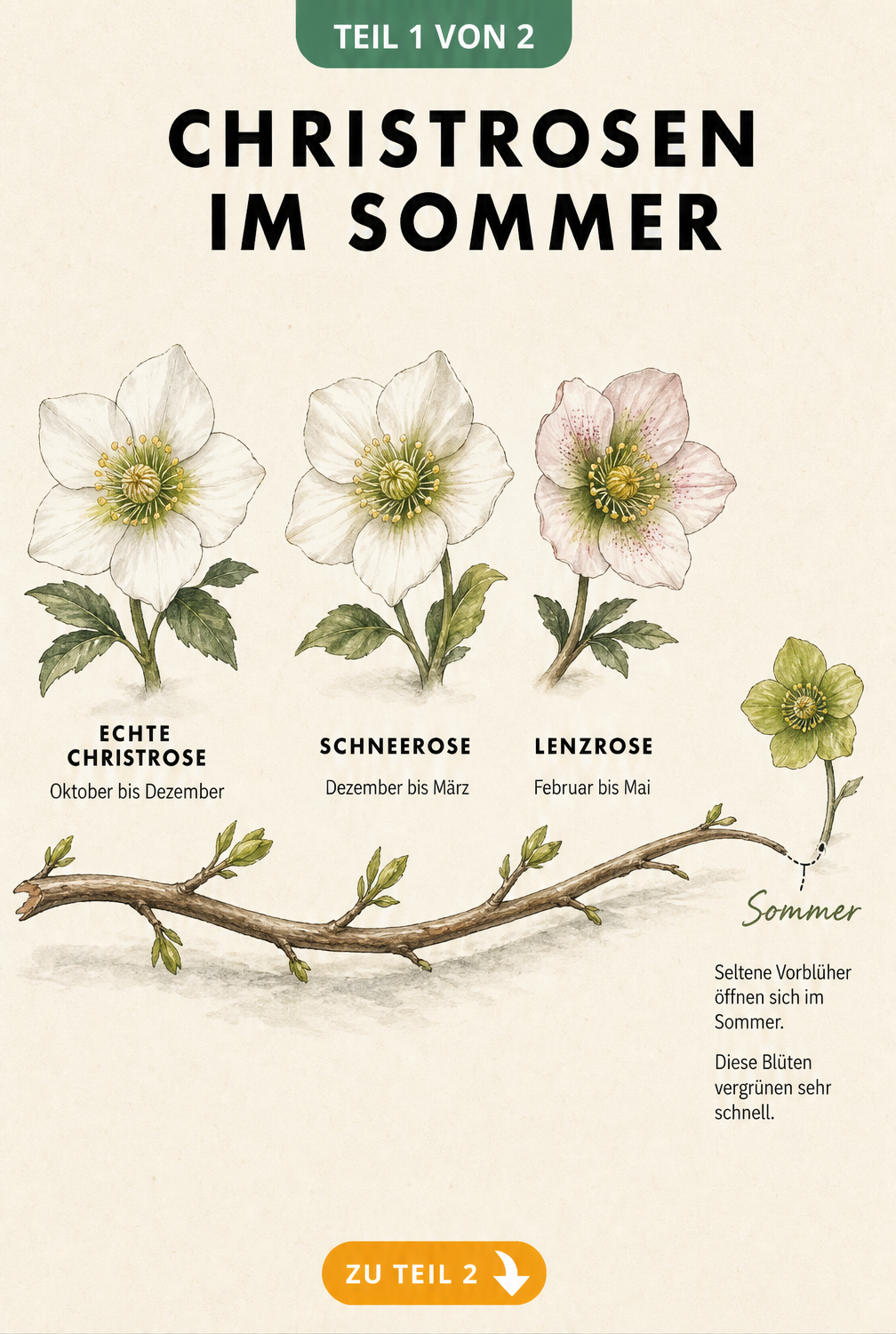 Botanische Illustration eines Zeitstrahls mit Blüten von Echter Christrose, Schneerose und Lenzrose sowie einer seltenen grünen Sommerblüte