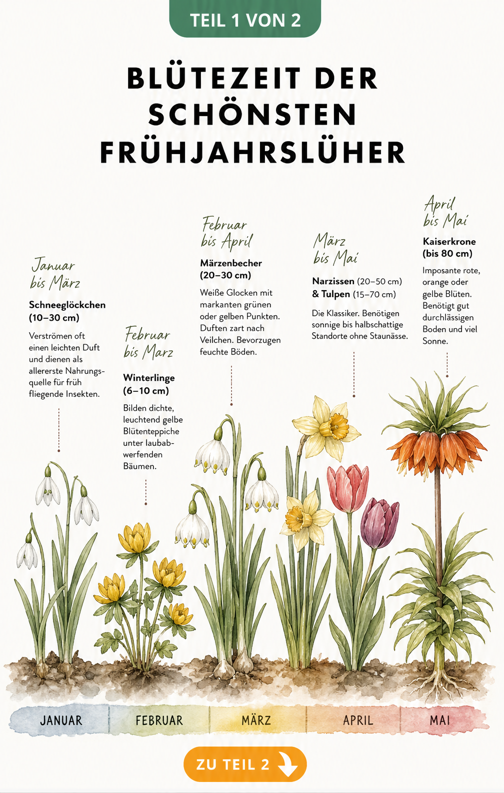 Botanische Zeitleiste der Blütezeit von Frühjahrsblühern wie Schneeglöckchen, Winterlingen, Narzissen und Kaiserkronen von Januar bis Mai.