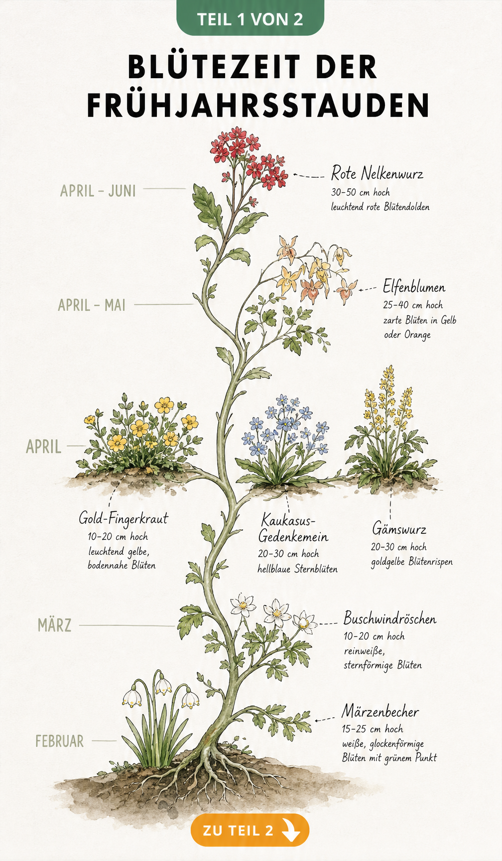 Aquarell-Illustration einer botanischen Ranke, die die Blütezeit von Frühjahrsstauden wie Märzenbecher, Buschwindröschen und Elfenblumen von Februar bis Juni...