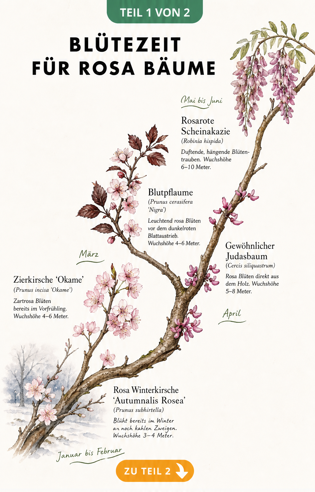 Aquarell-Zeichnung eines Astes, der die Blütezeit rosa blühender Bäume von Winter bis Frühsommer zeigt, darunter Winterkirsche, Zierkirsche, Blutpflaume,...